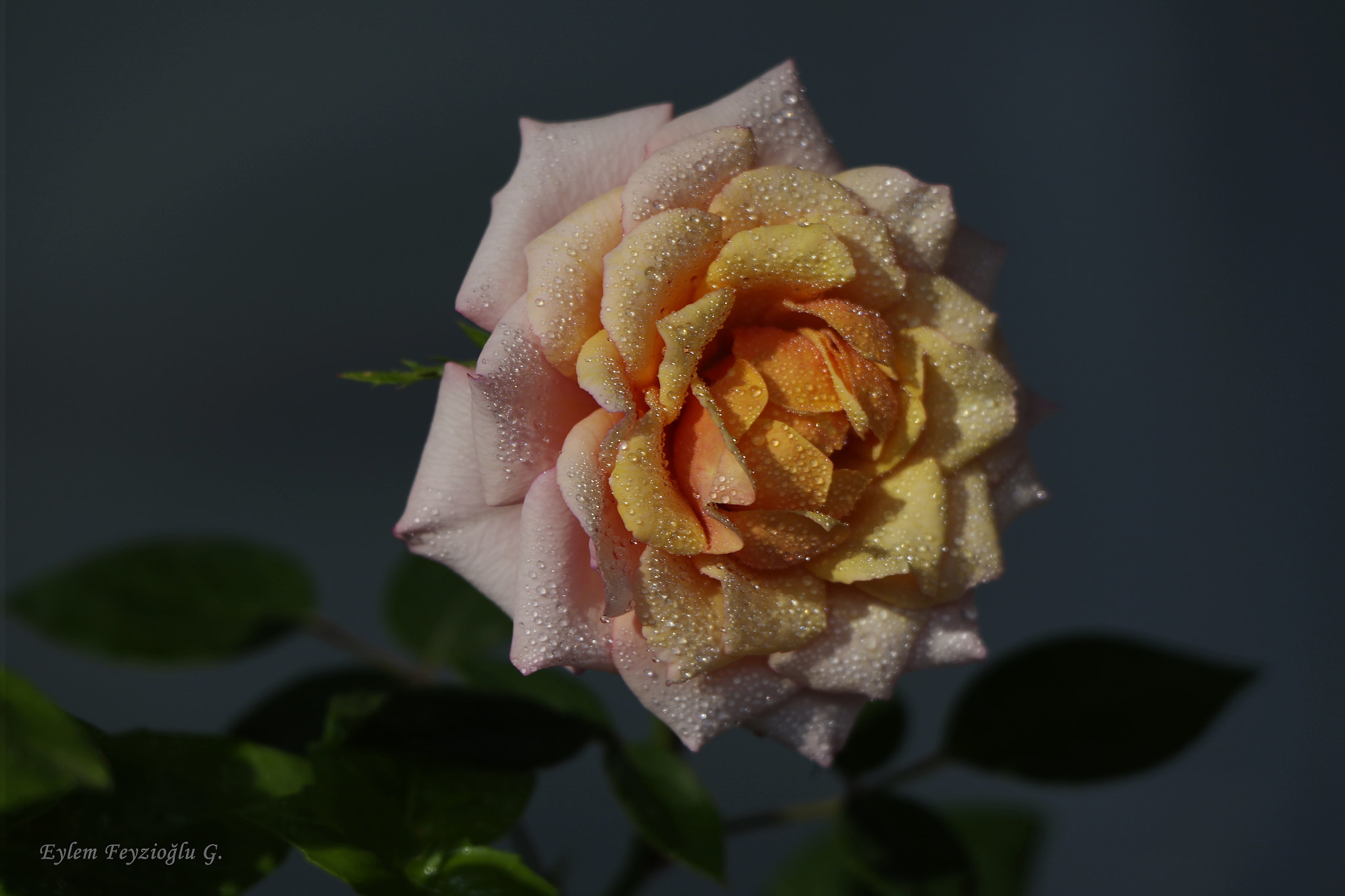 Samsung NX2000 sample photo. Miniature rose photography