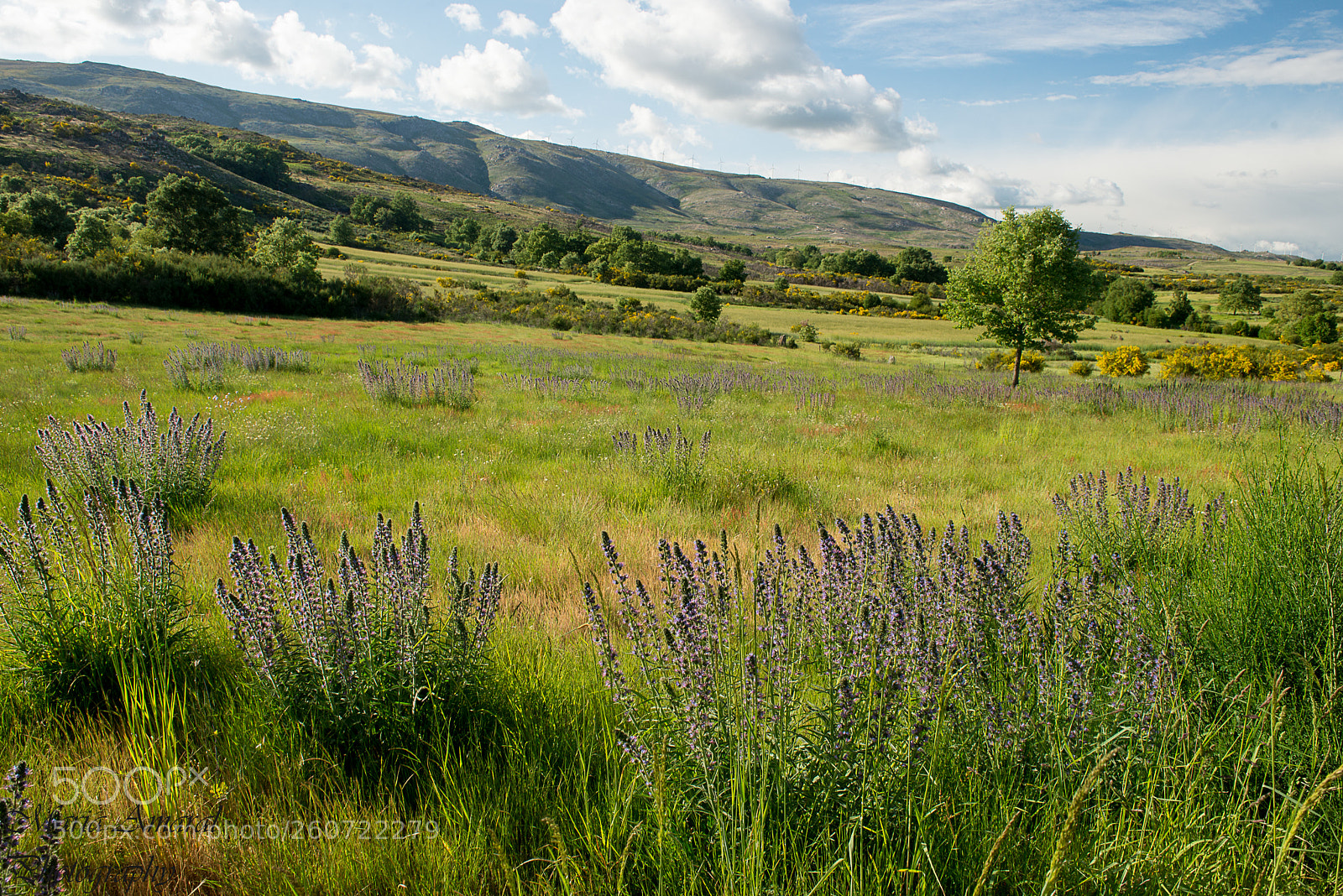 Nikon D610 sample photo. Primavera... photography