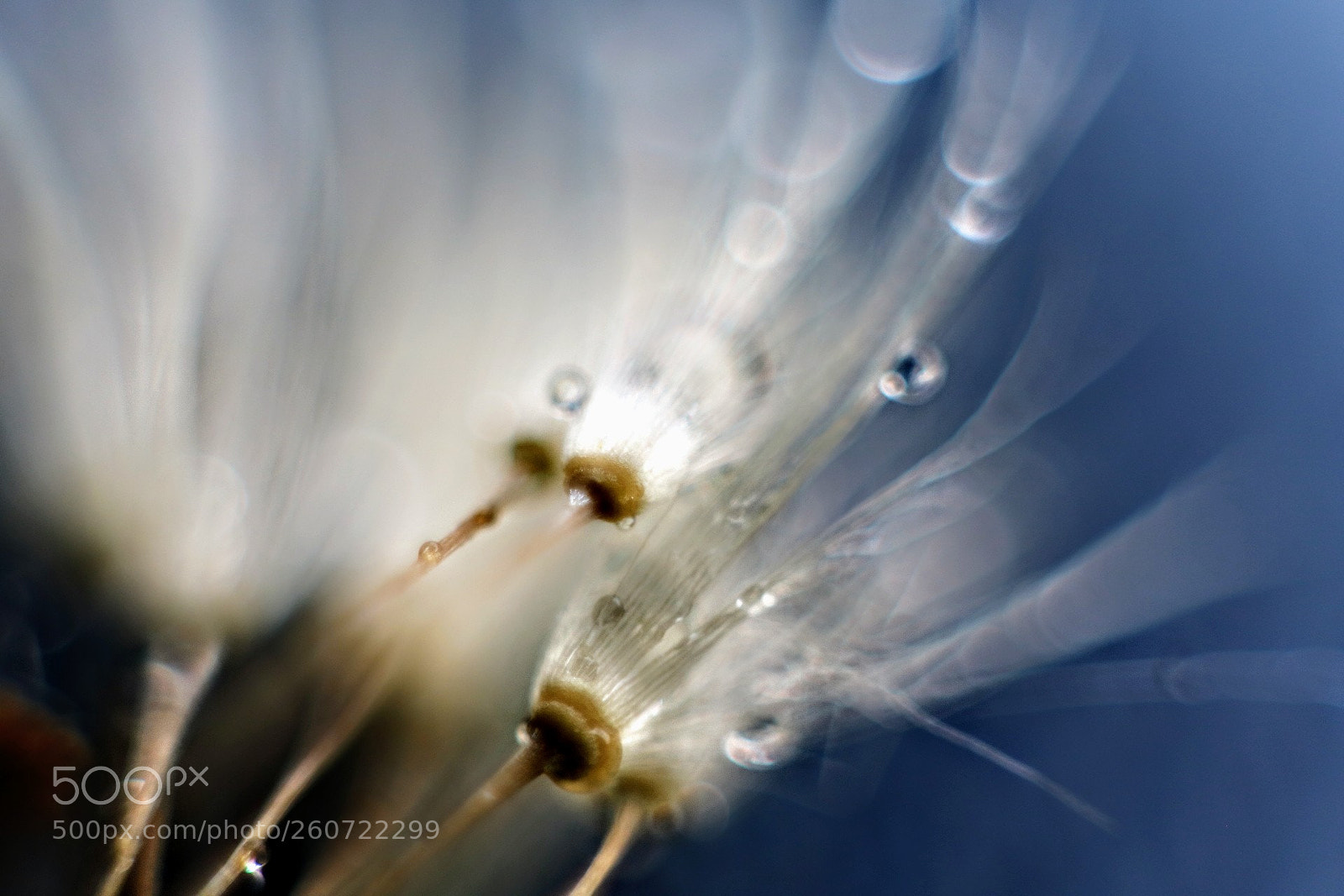 Canon EOS 750D (EOS Rebel T6i / EOS Kiss X8i) sample photo. Dandelion photography