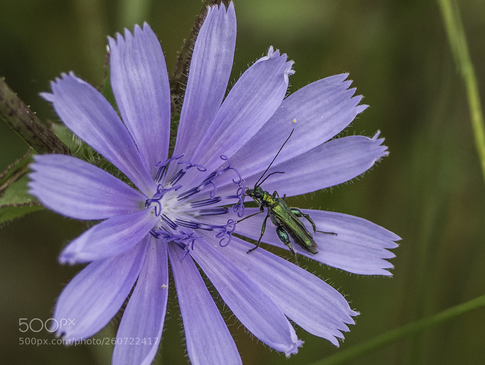 Nikon D7200 sample photo. Escarabajo verde photography