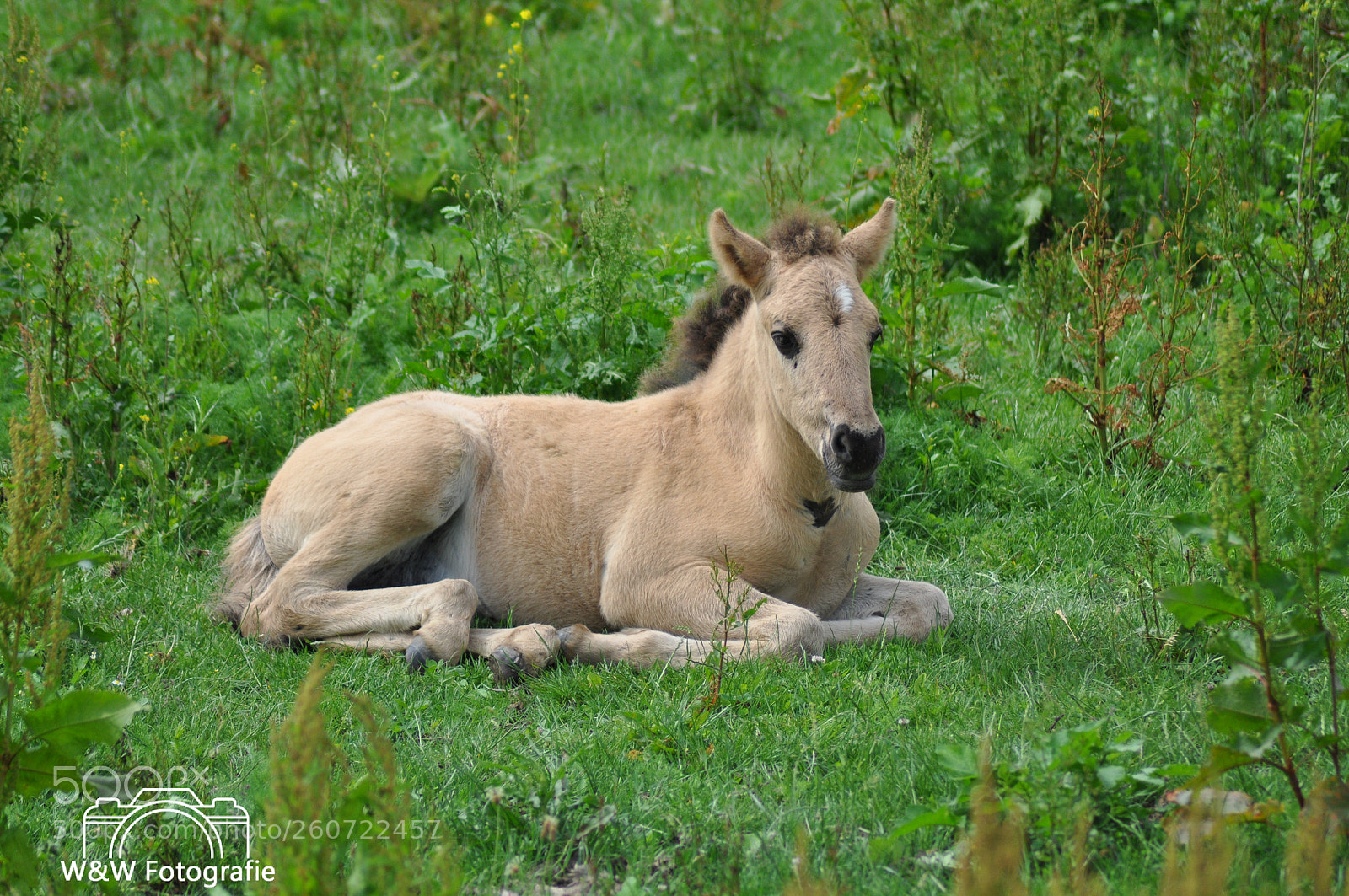 Nikon D90 sample photo. Untitled photography