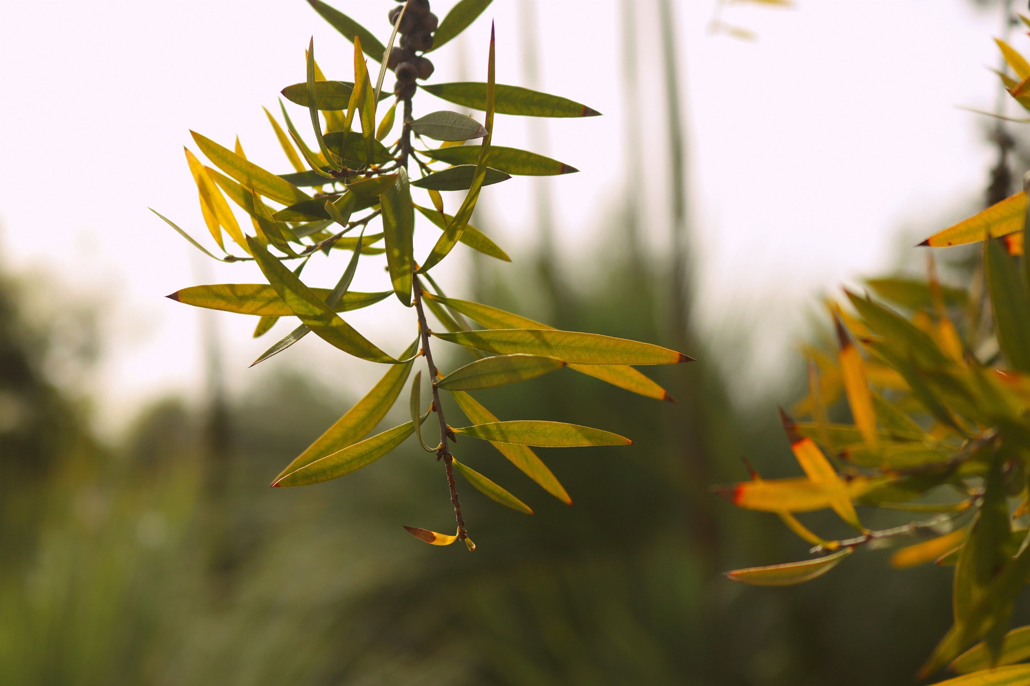 Canon EOS 80D sample photo. Img photography