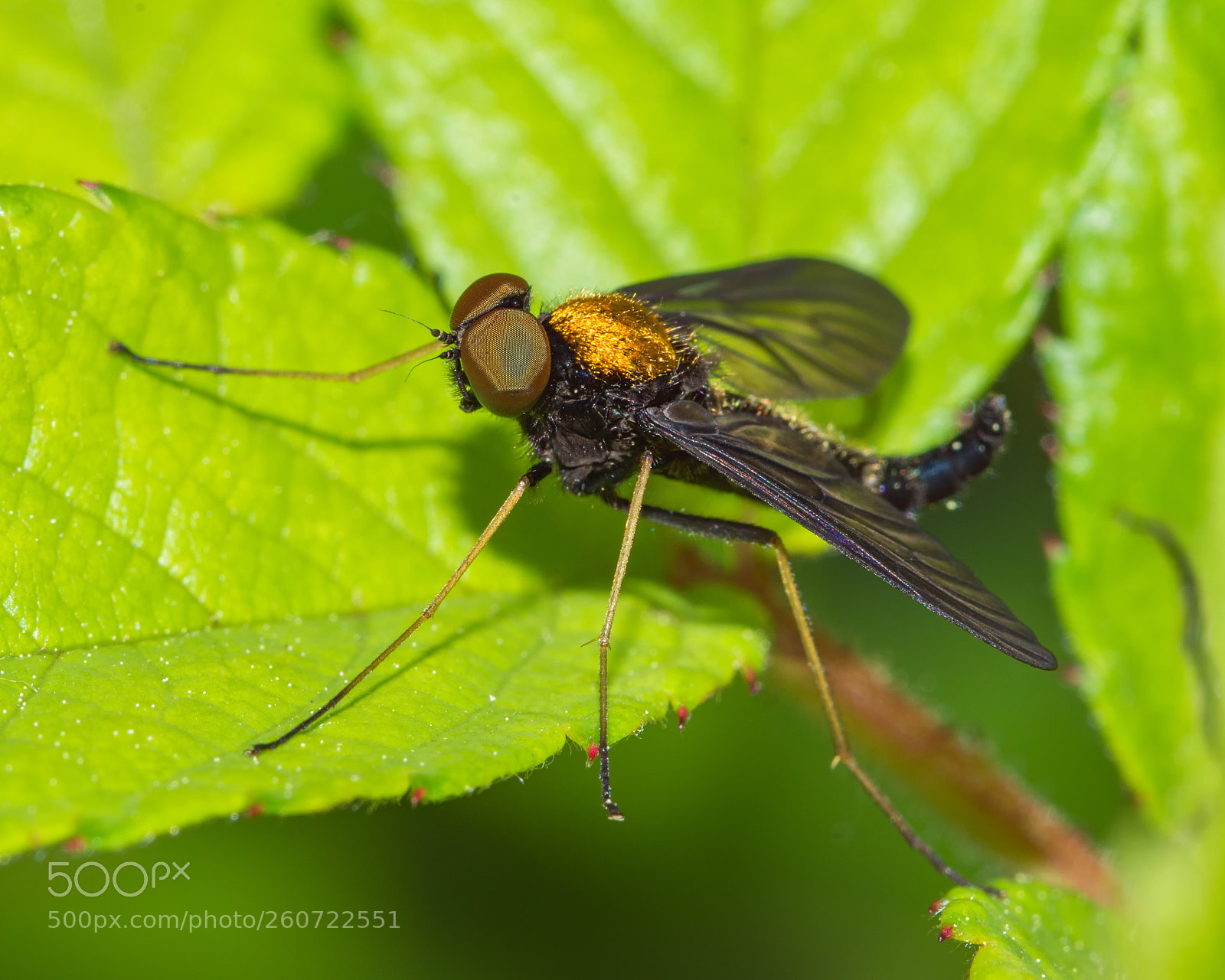 Nikon D7200 sample photo. Gold backed snipe fly photography