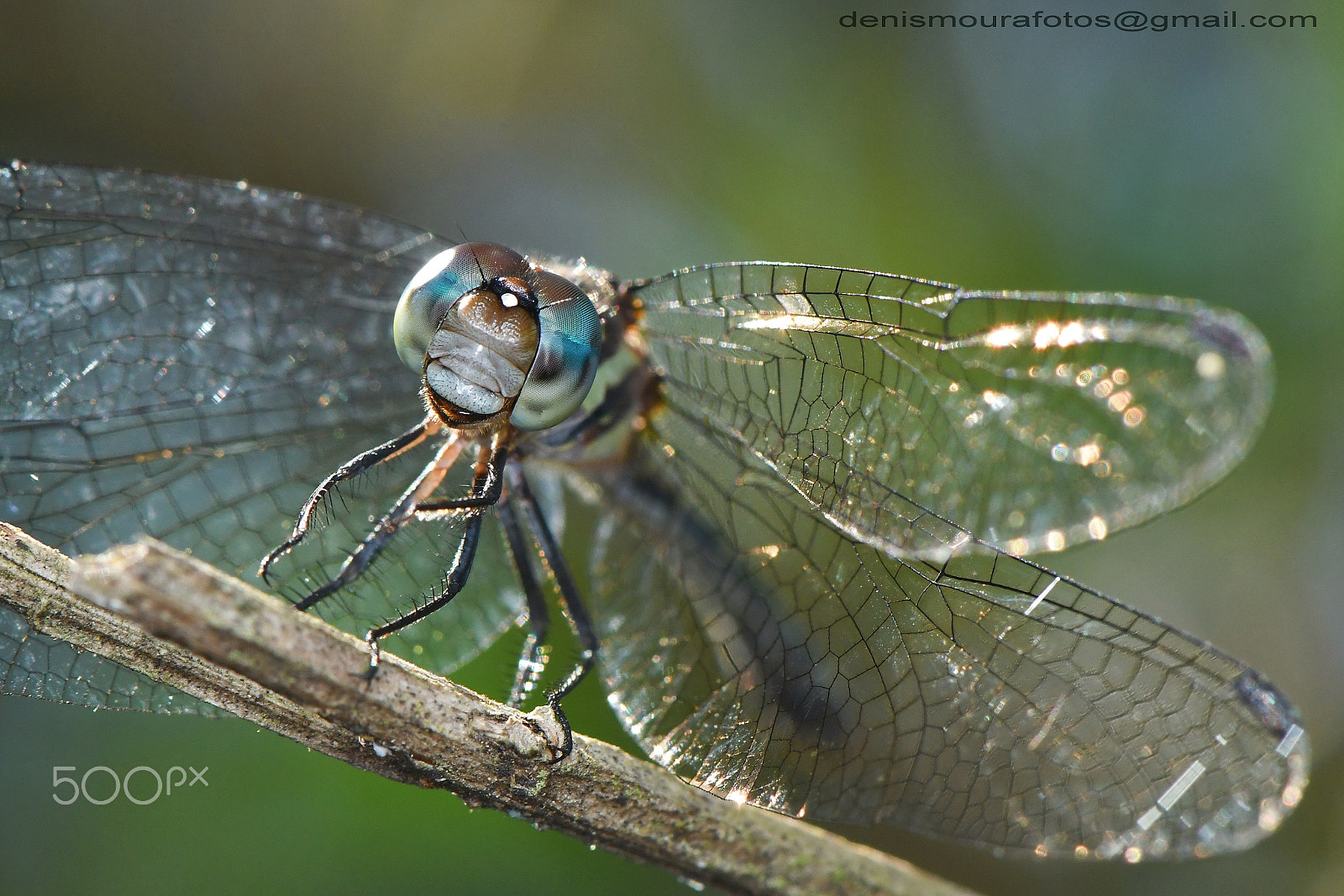 Nikon AF-S Micro-Nikkor 105mm F2.8G IF-ED VR sample photo. Libélula photography