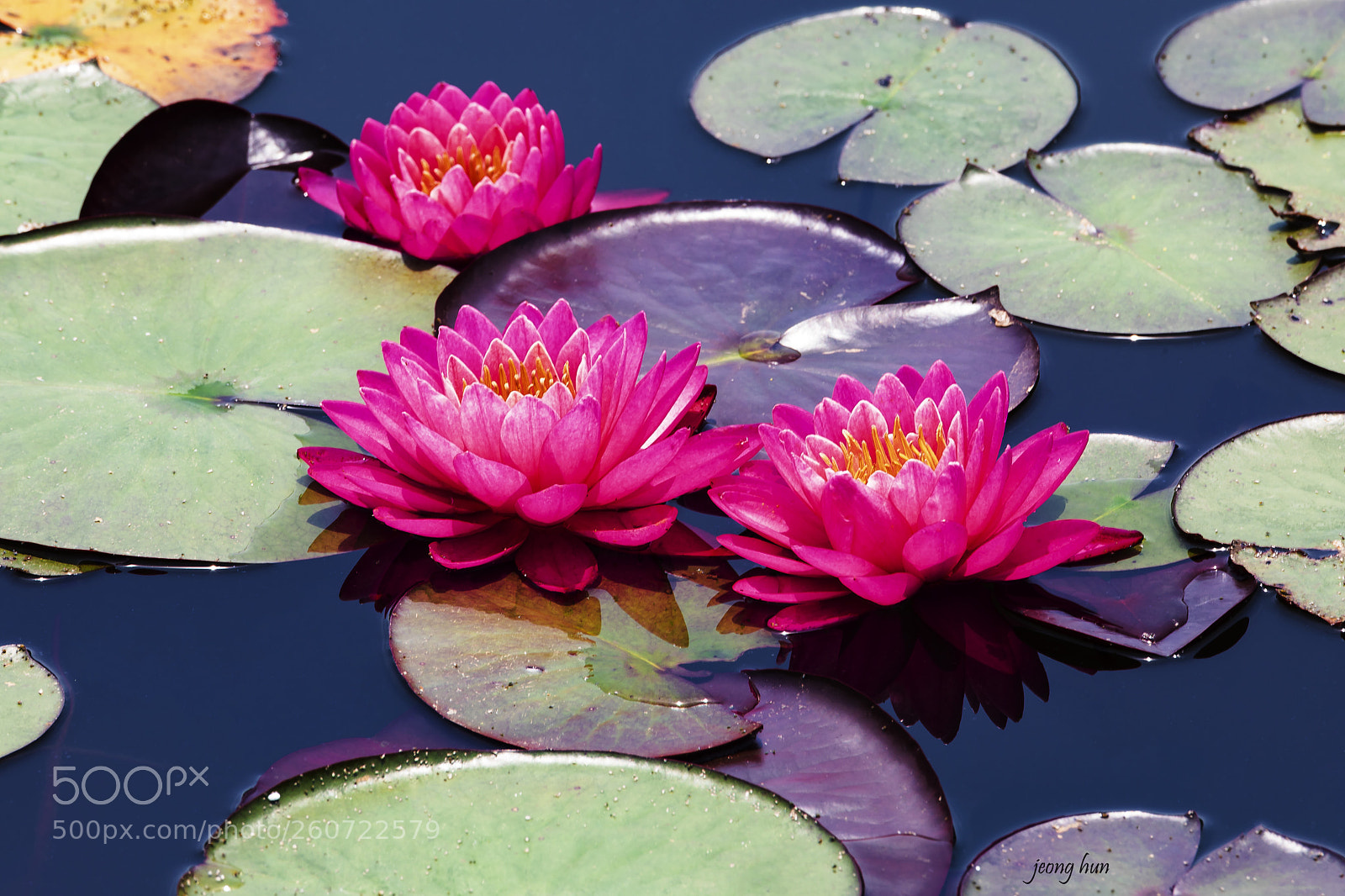 Canon EOS 5D Mark IV sample photo. Water lily photography