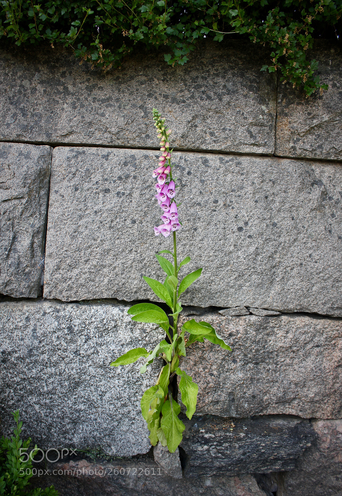 Canon EOS 550D (EOS Rebel T2i / EOS Kiss X4) sample photo. Out of the wall... photography