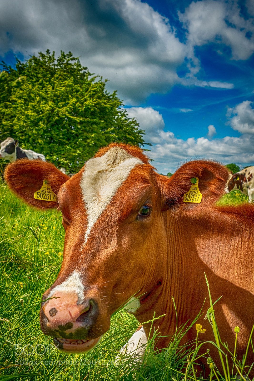 Olympus OM-D E-M5 II sample photo. Portrait of a cow photography