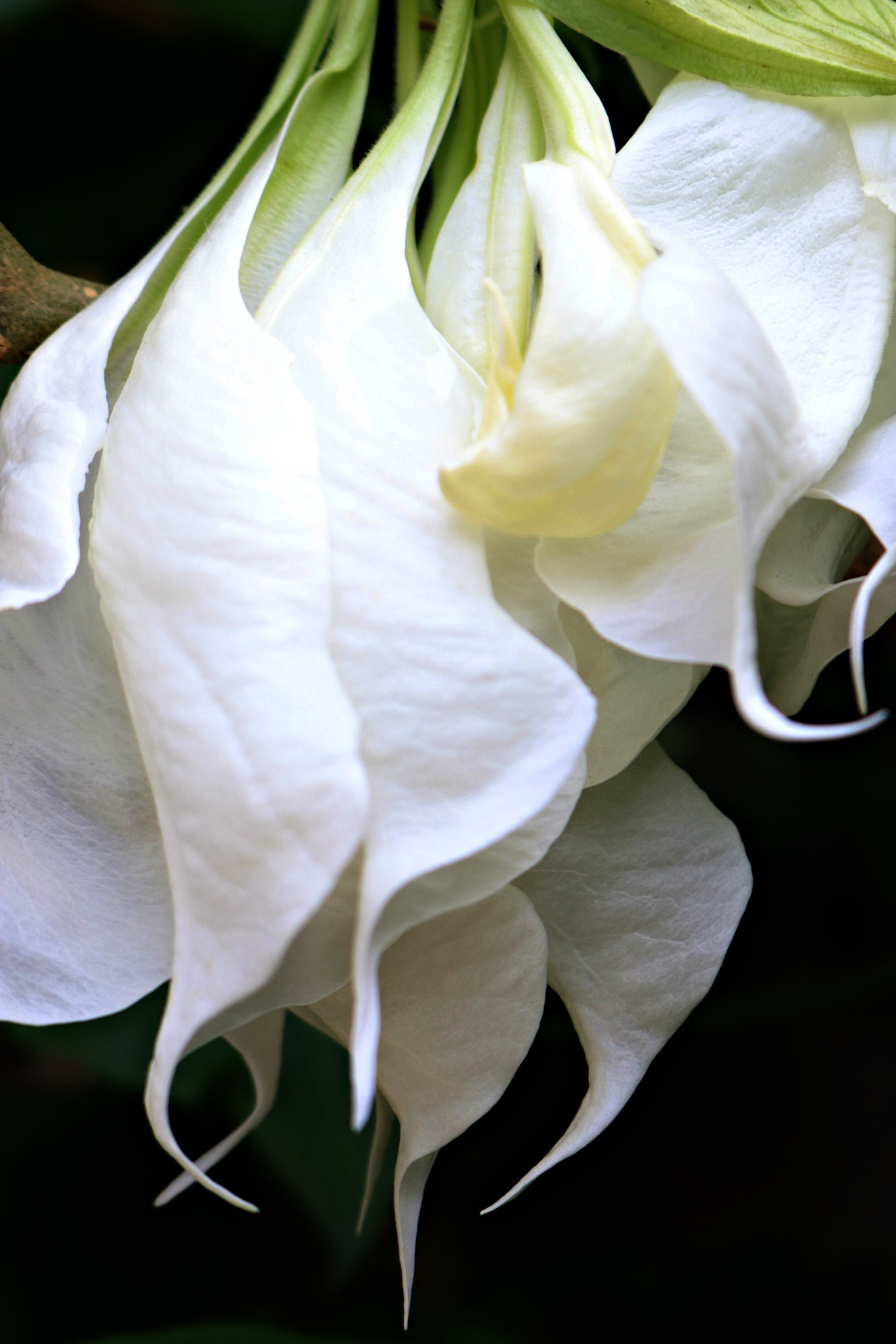 Canon EOS 80D sample photo. Img photography