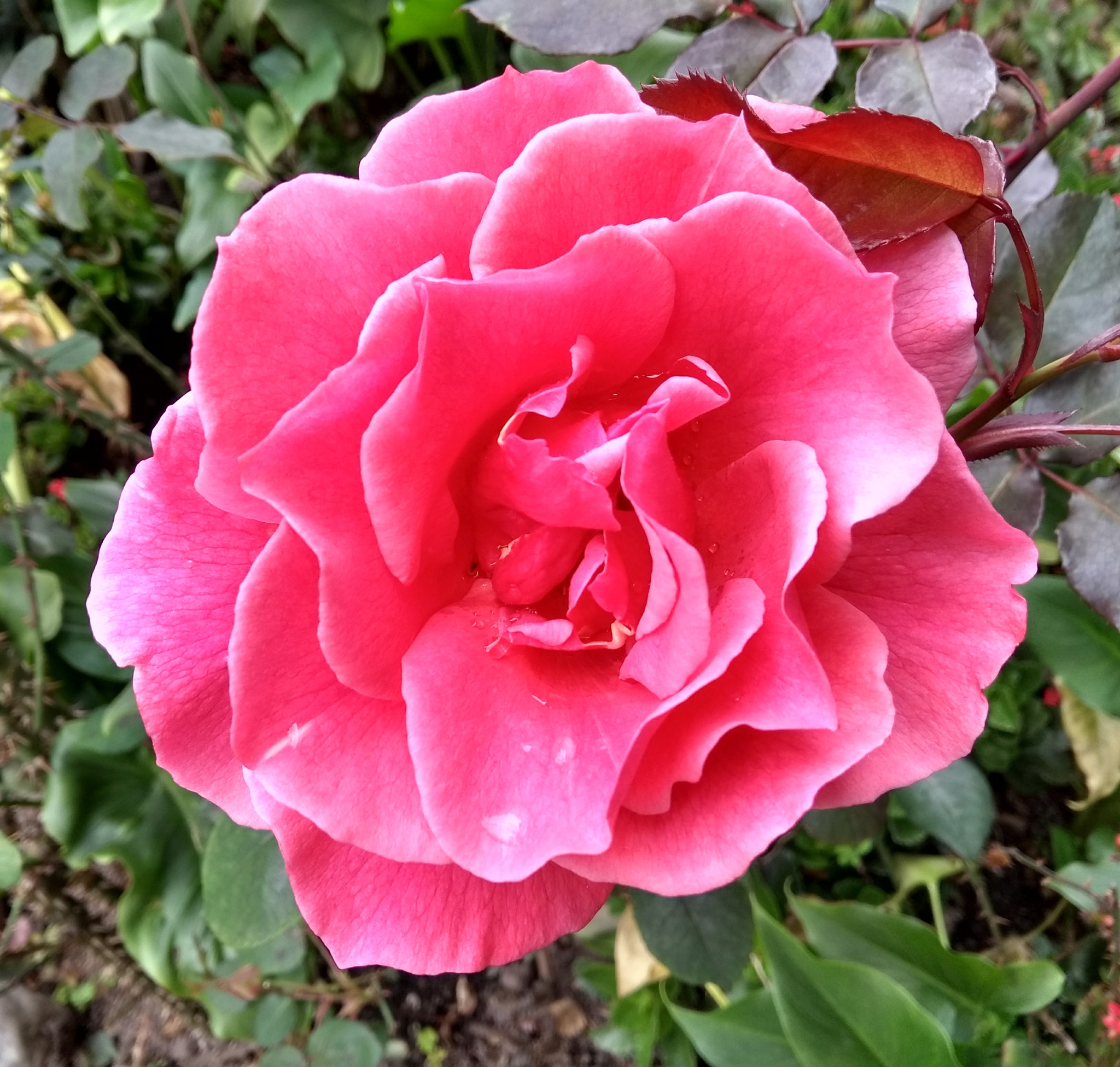 Motorola Moto G (5th Gen) sample photo. Roses are red photography