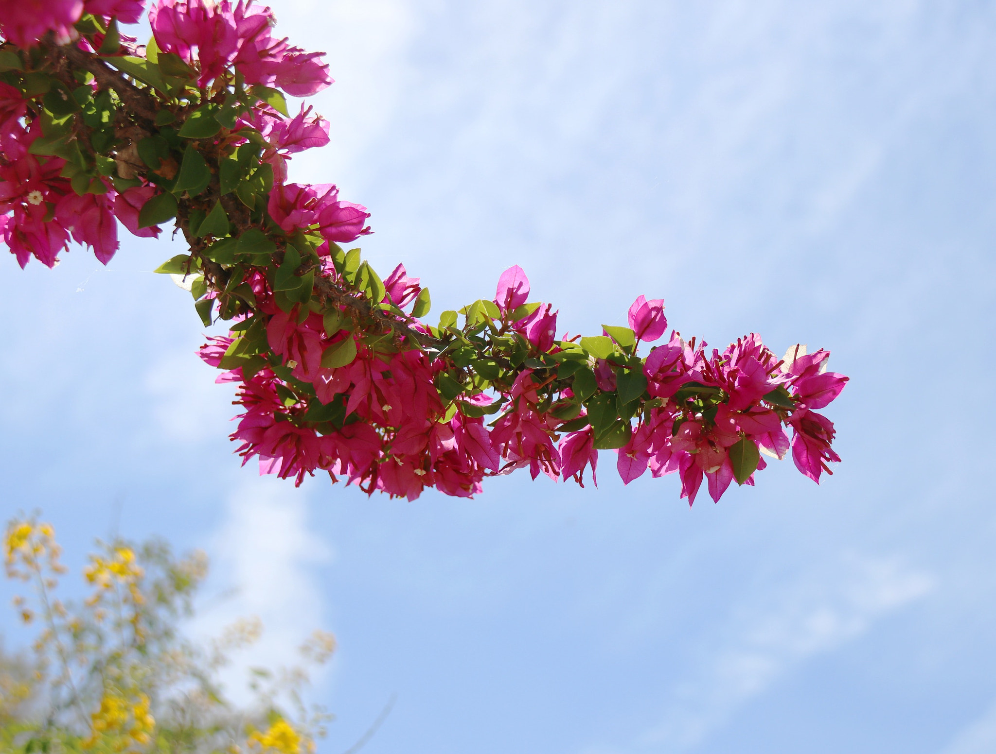 Canon EF-S 18-200mm F3.5-5.6 IS sample photo. Img photography