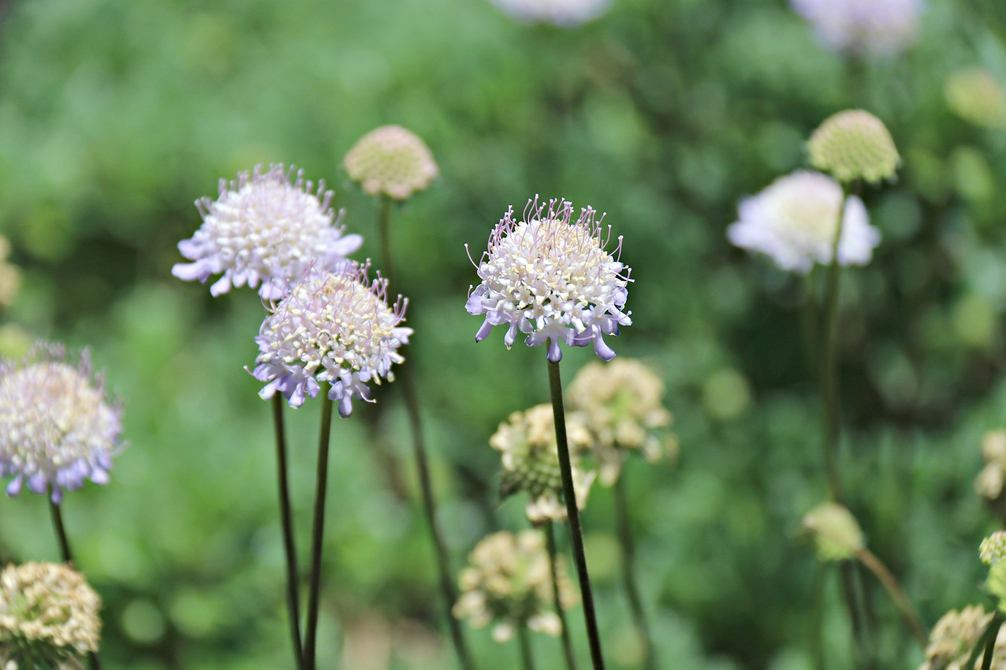 Canon EF-S 18-200mm F3.5-5.6 IS sample photo. Img photography