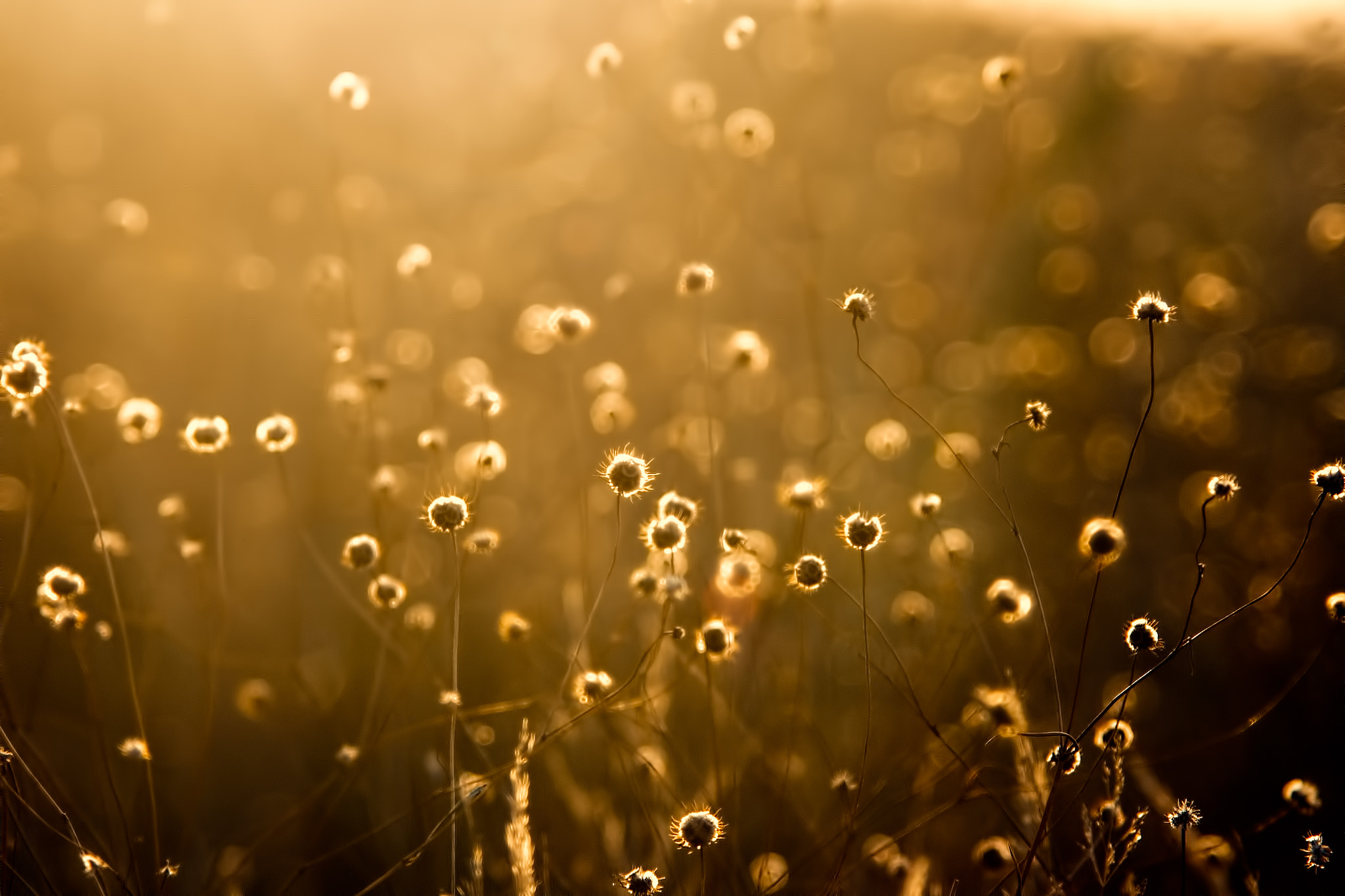 In the grass II