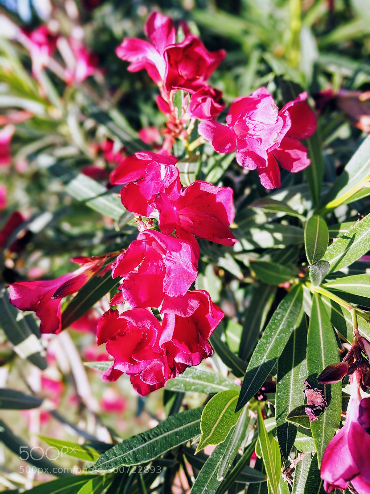 Google Pixel sample photo. Flowers photography