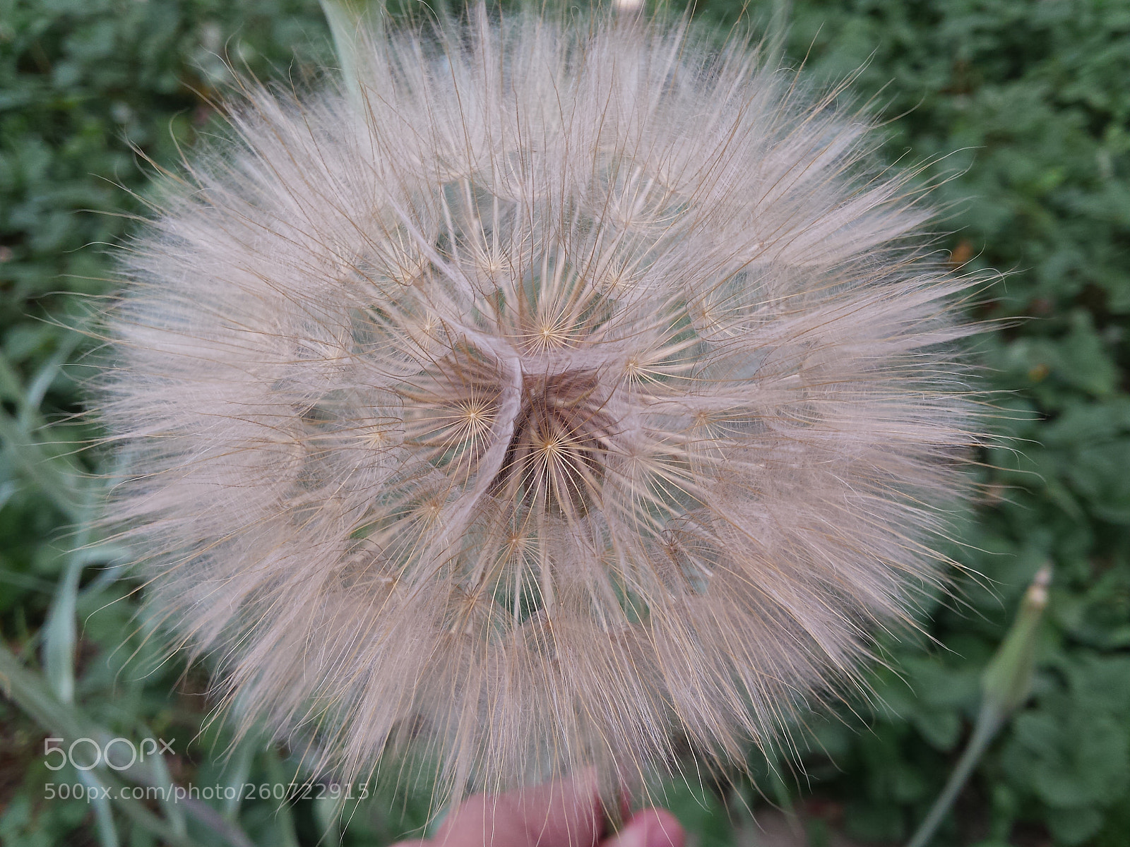 Samsung Galaxy S4 sample photo. Maturitate photography