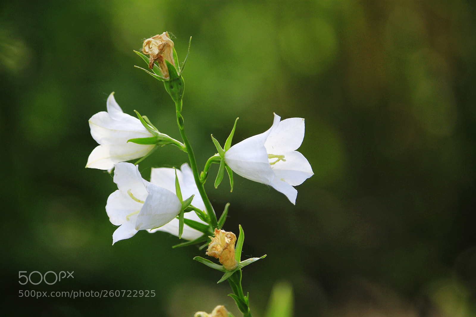 Canon EOS 500D (EOS Rebel T1i / EOS Kiss X3) sample photo. White blossoms photography