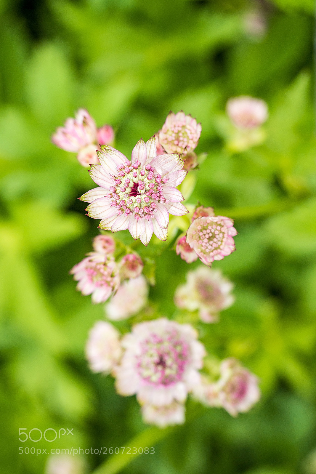 Olympus OM-D E-M5 II sample photo. Pink great master flower photography