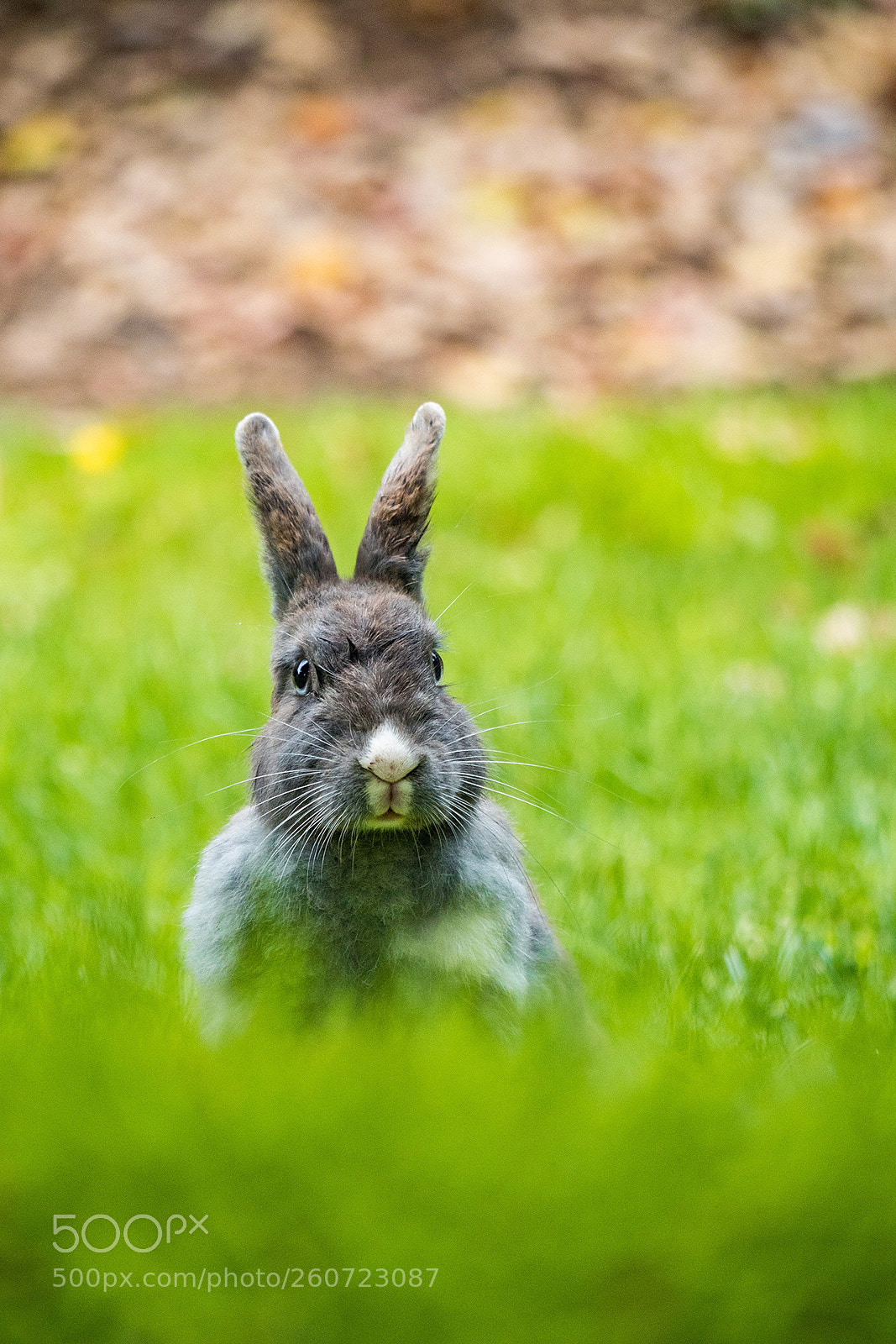Olympus OM-D E-M5 II sample photo. Bunny hiding behind grass photography