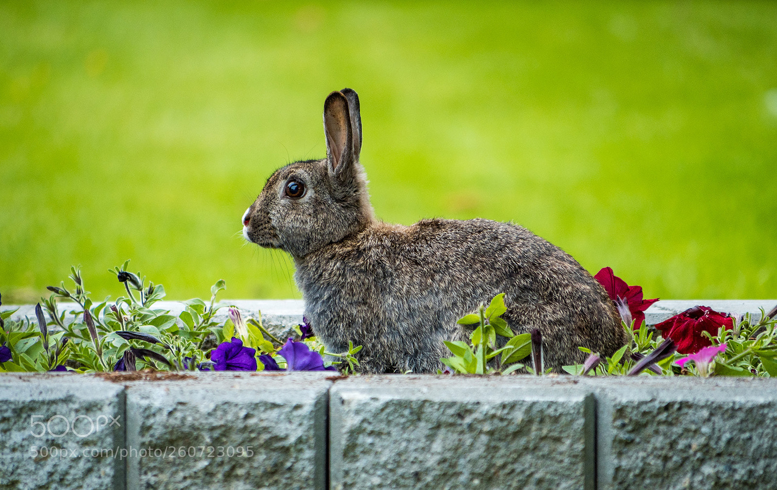 Olympus OM-D E-M5 II sample photo. Bunny garden photography