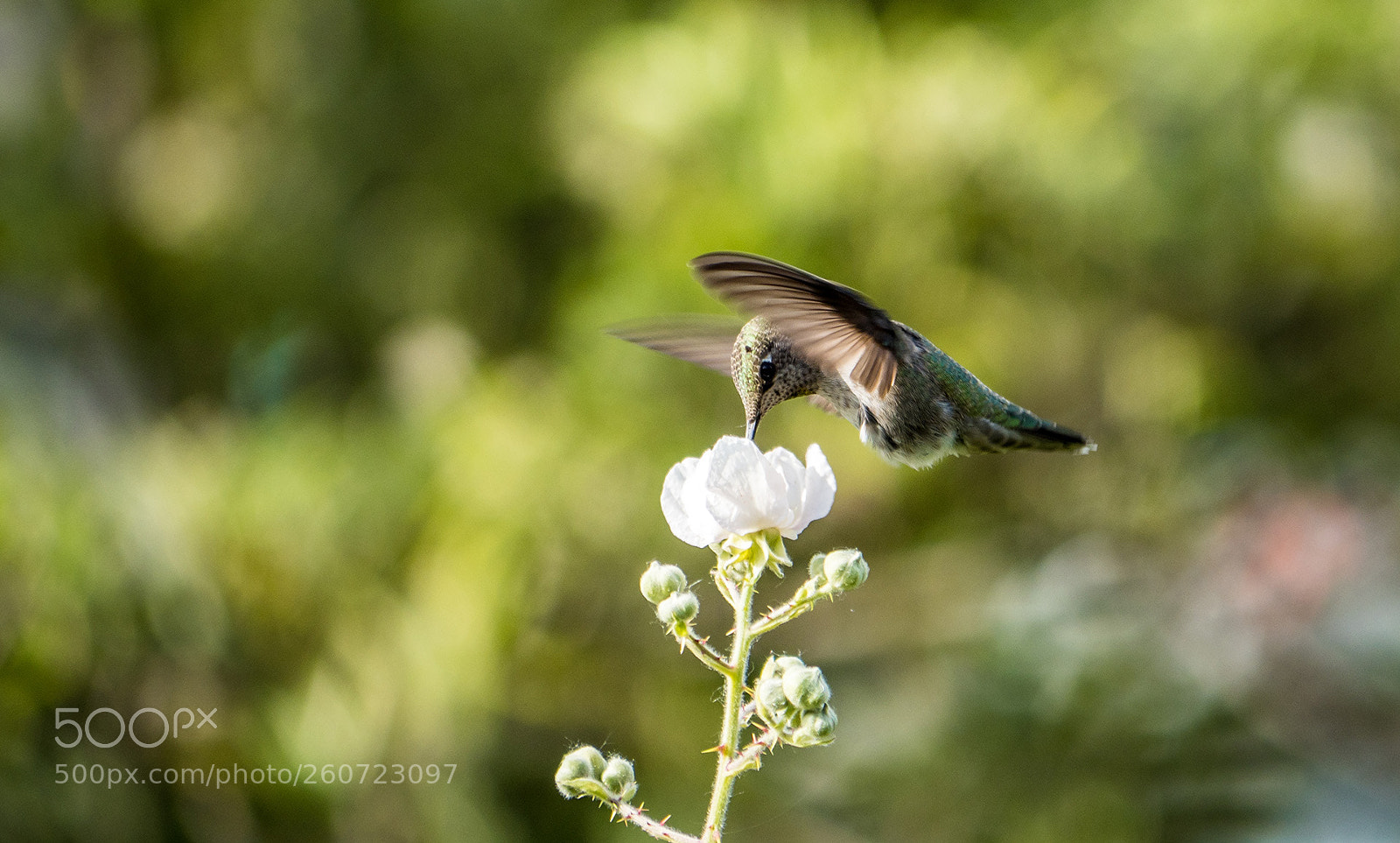 Olympus OM-D E-M5 II sample photo. Hummingbird feeding on white photography