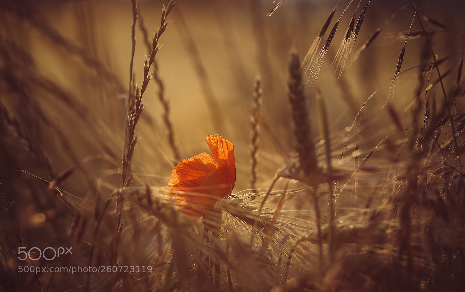 Canon EOS 6D sample photo. The field photography