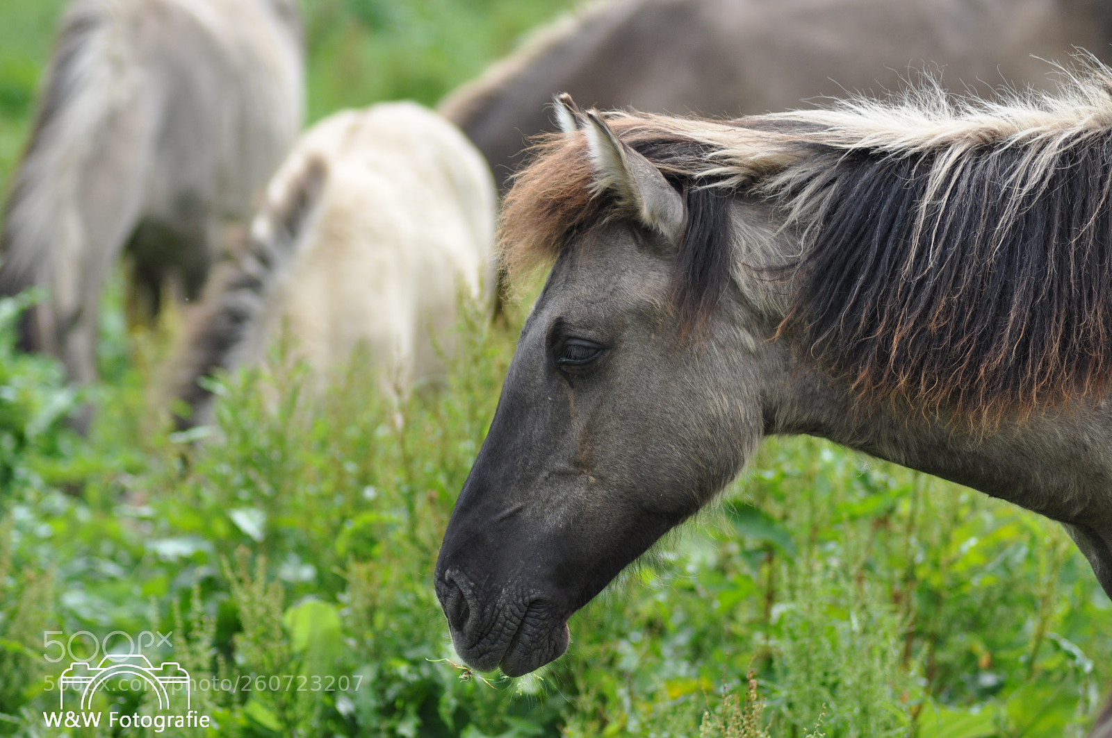 Nikon D90 sample photo. Untitled photography