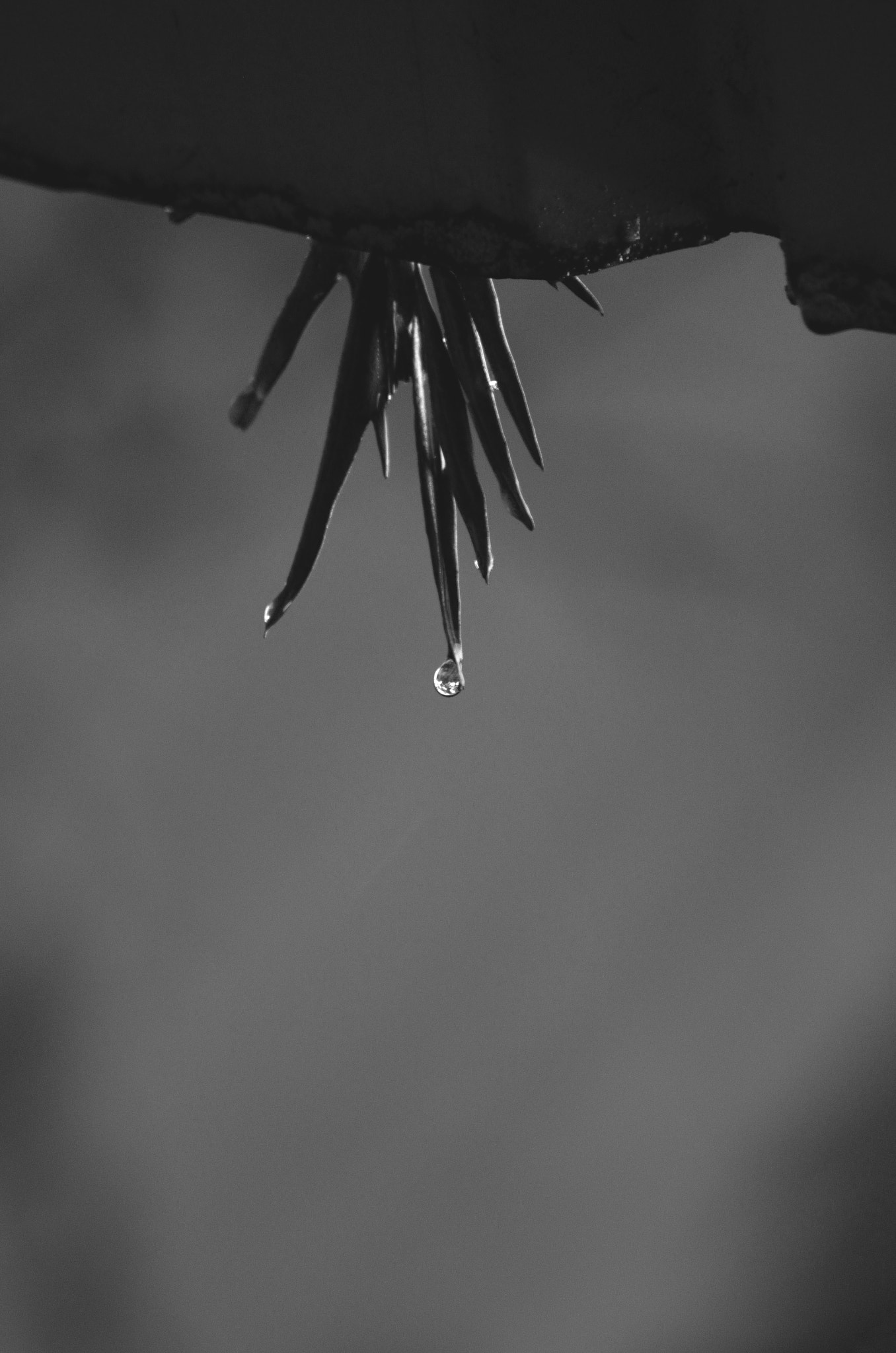Nikon D5100 sample photo. Rain drop photography
