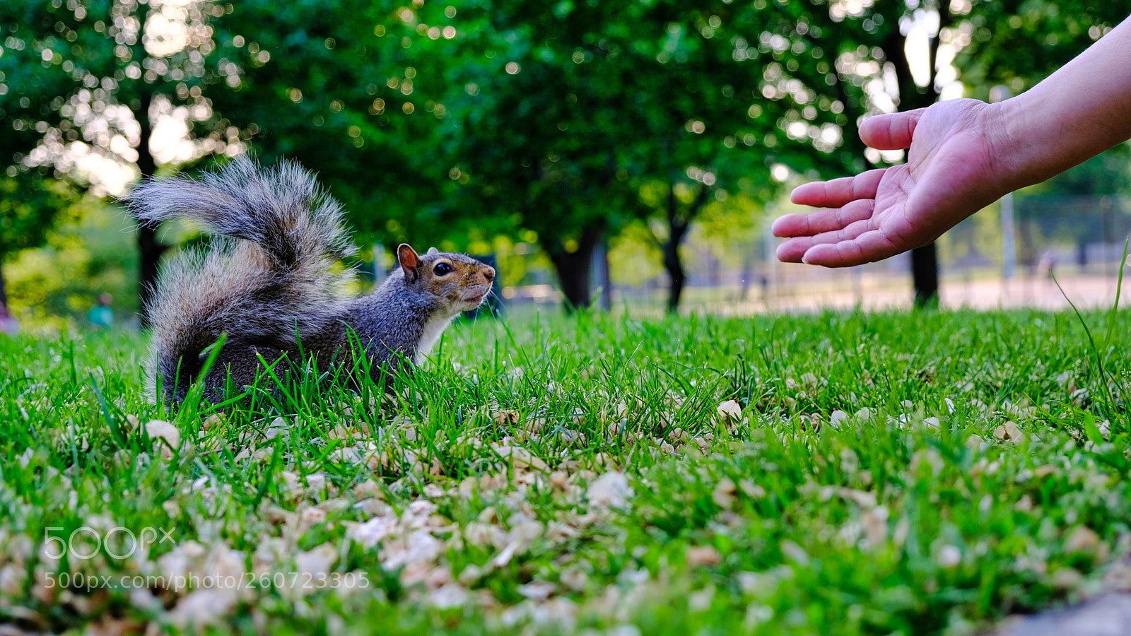 Fujifilm X-T2 sample photo. Human's hand with squirrel photography