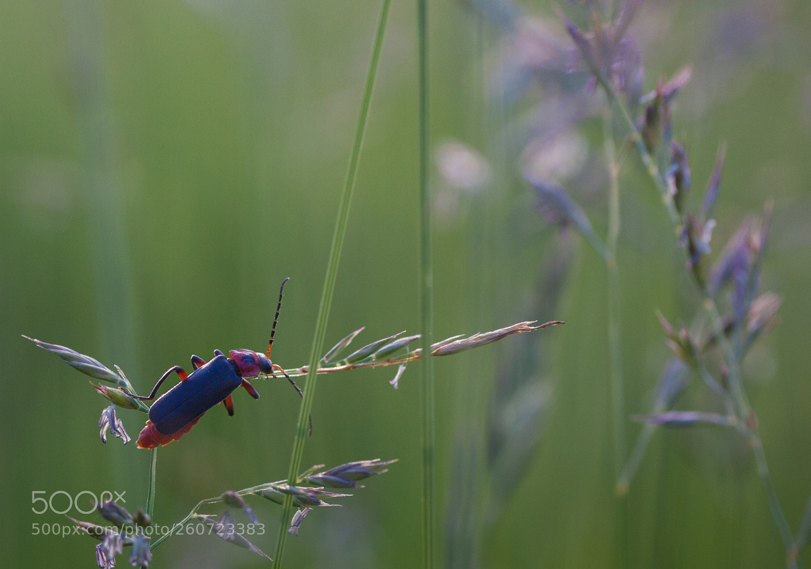 Canon EOS 50D sample photo. On the hunt photography