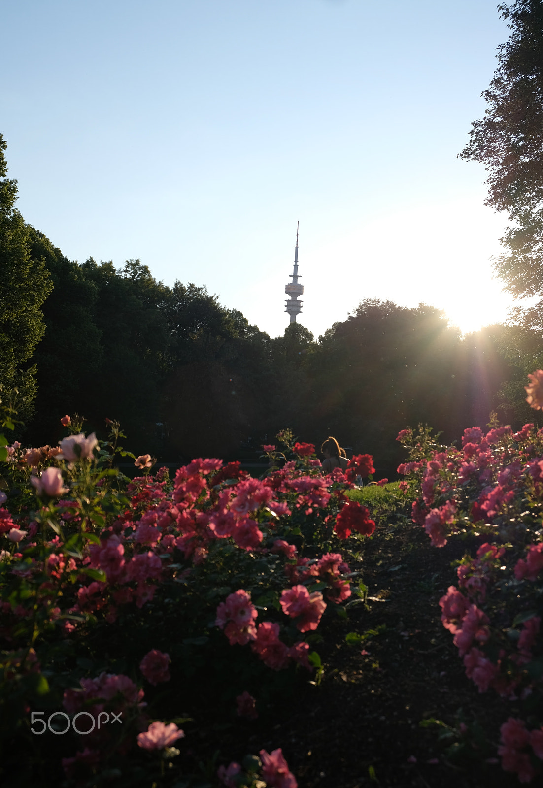 Fujifilm X-E3 sample photo. Roses in the sun photography