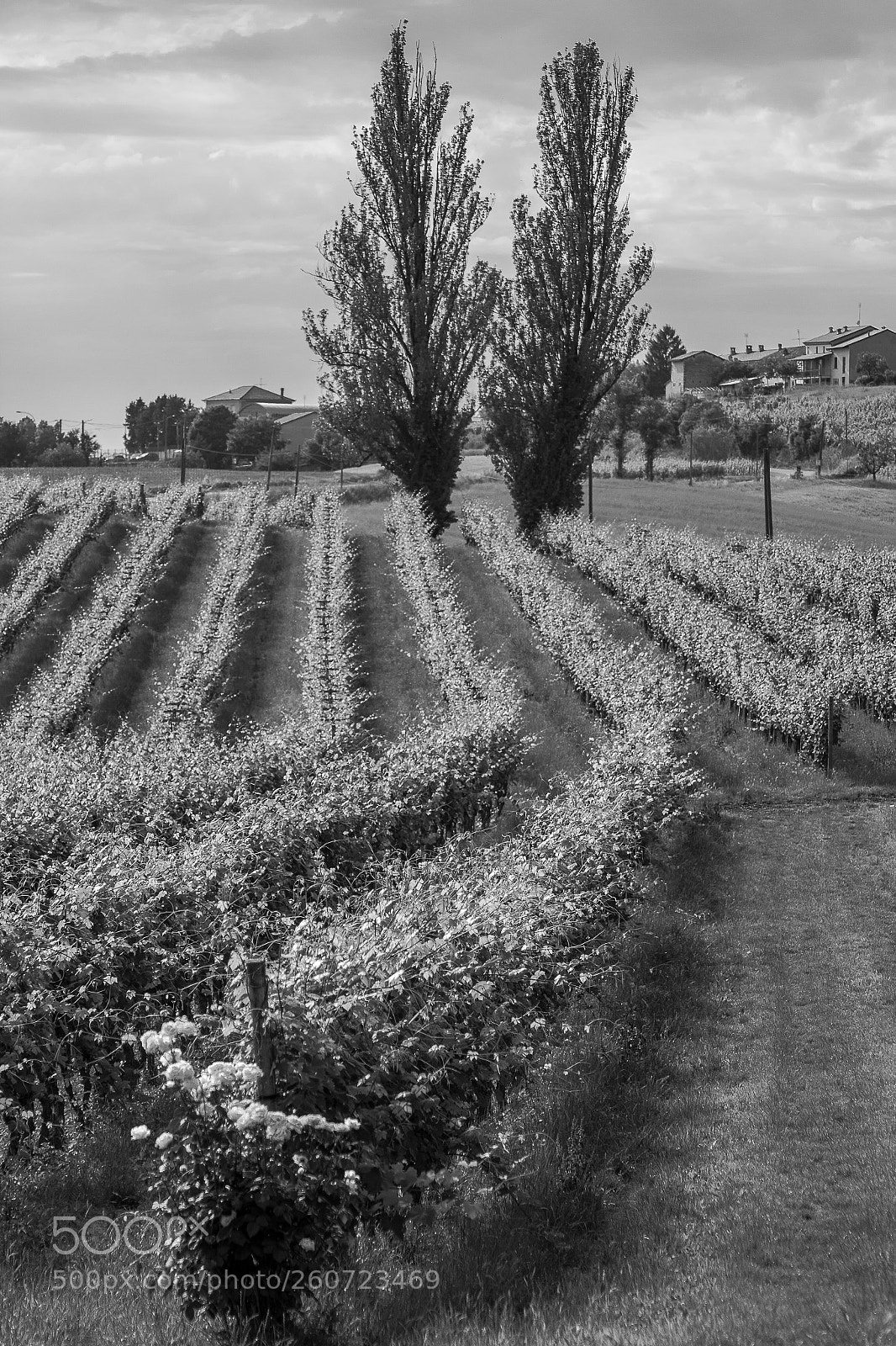 Nikon D7100 sample photo. Vineyard tree black and photography