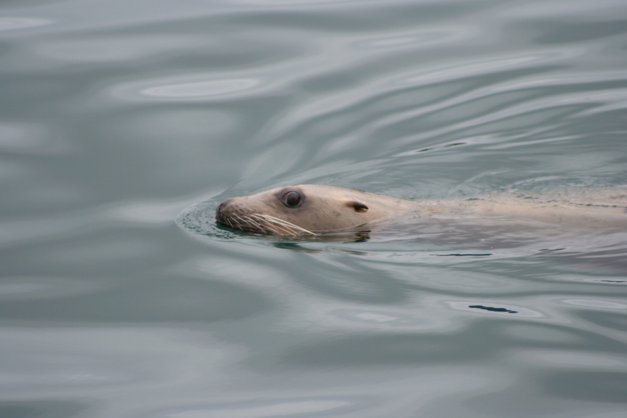 Canon EF 75-300mm f/4-5.6 sample photo. Alaskapicture photography