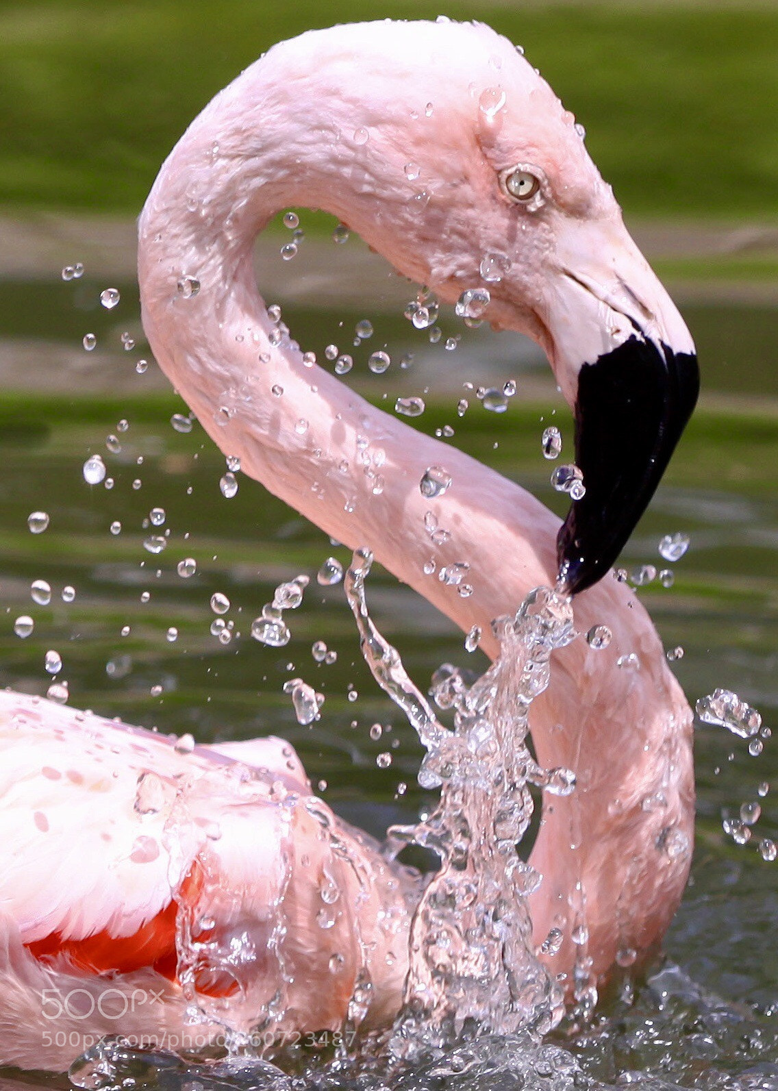Canon EOS 50D sample photo. Flamingo photography