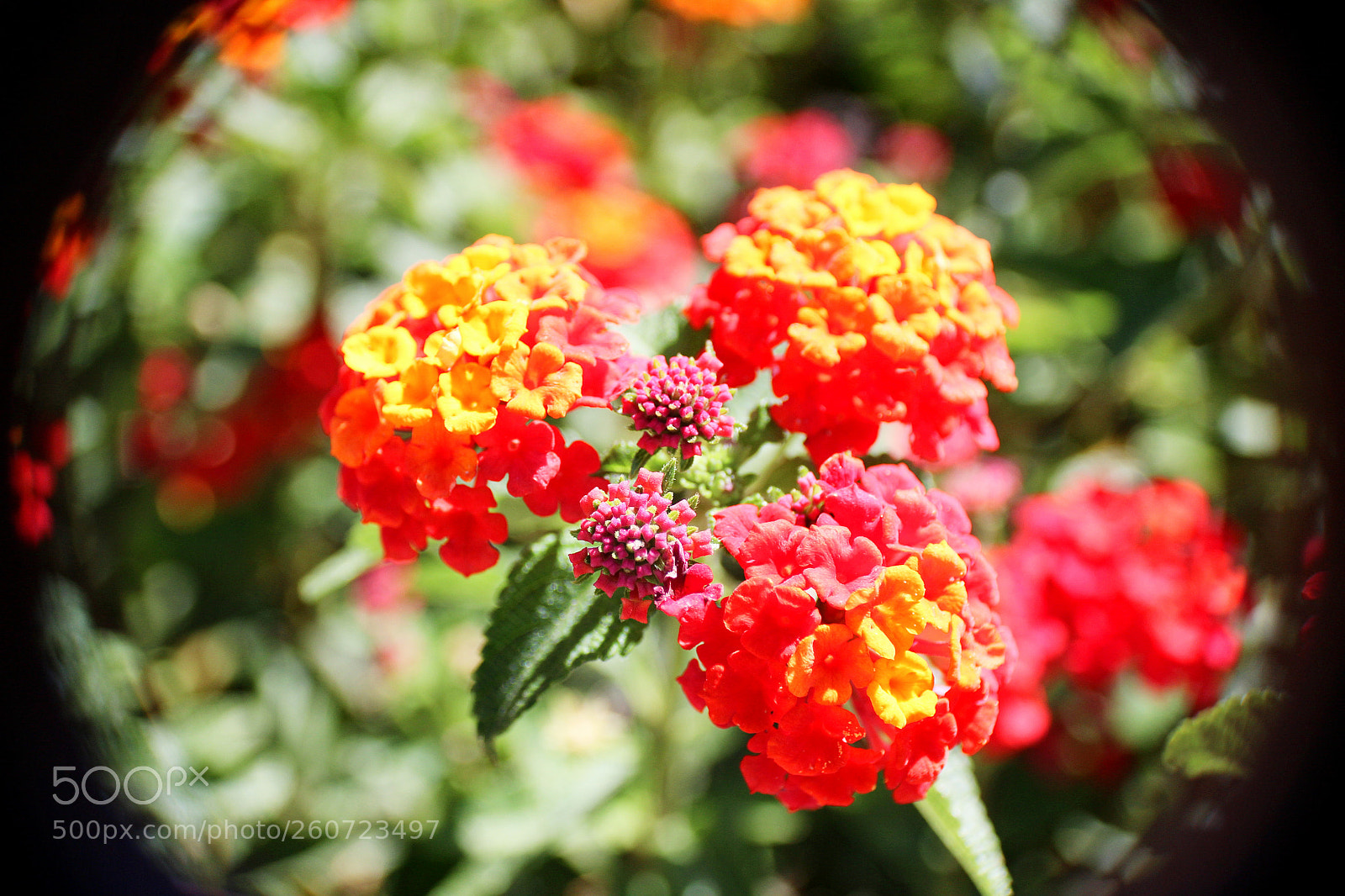 Canon EOS 1300D (EOS Rebel T6 / EOS Kiss X80) sample photo. Little flowers photography