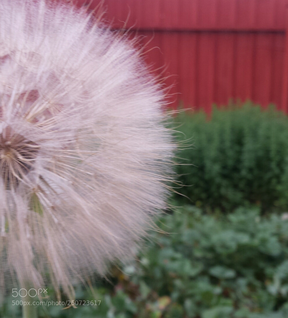 Samsung Galaxy S4 sample photo. Untitled photography