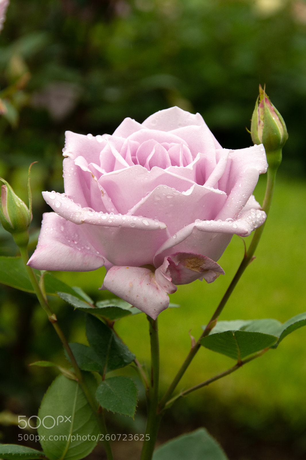Nikon D7100 sample photo. Blue girl rose photography