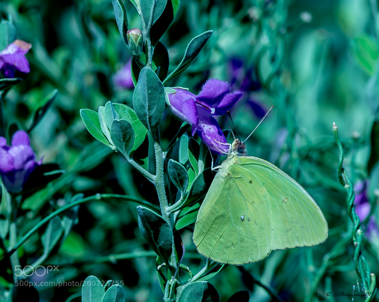 Nikon D800 sample photo. Cfab o photography