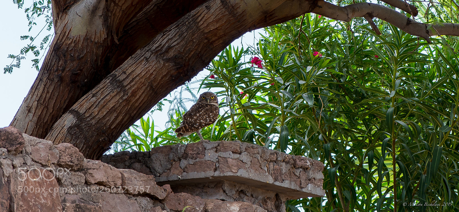 Nikon D800 sample photo. Eo photography