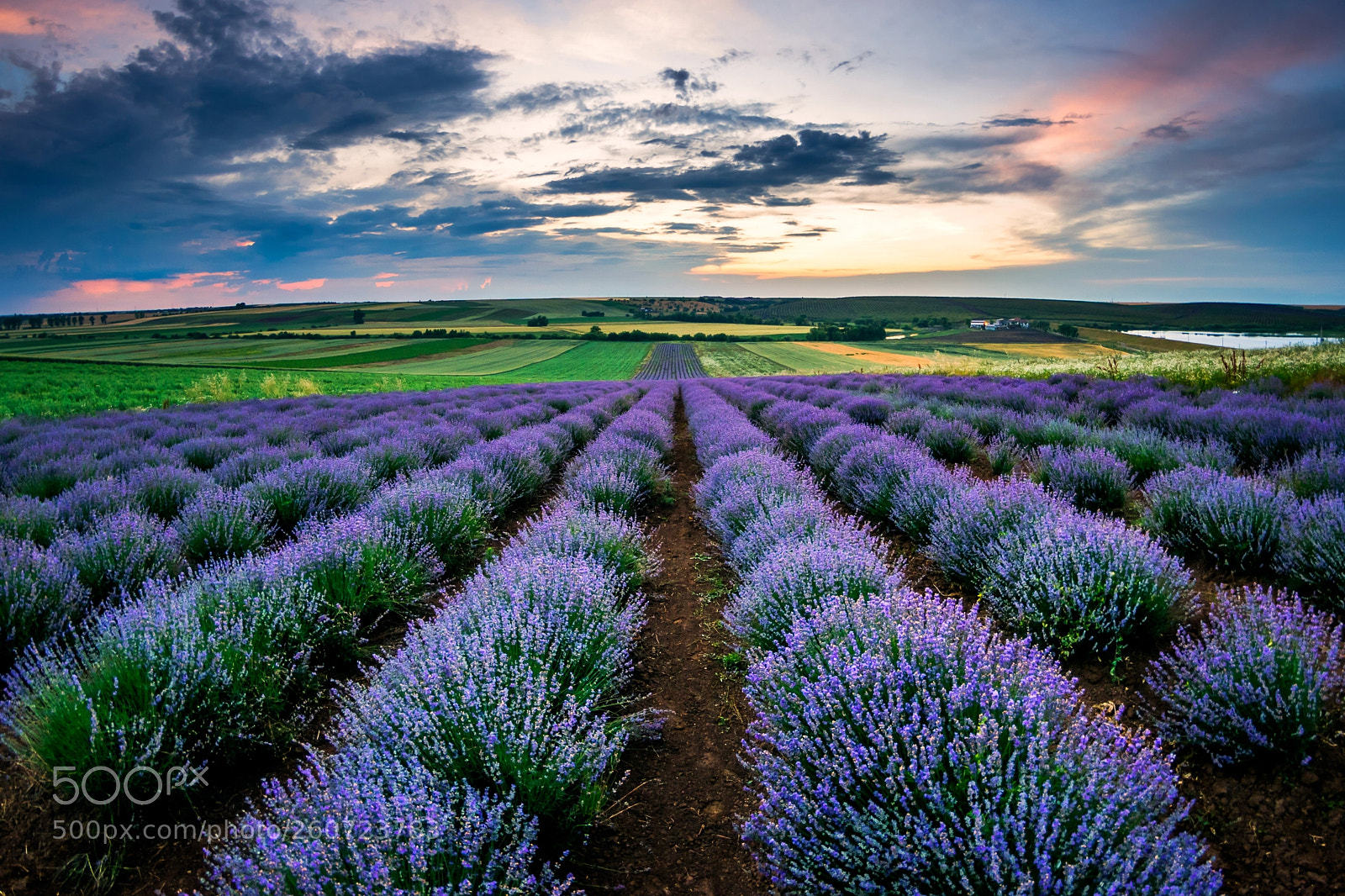Nikon D5300 sample photo. Sunset in the lavender photography