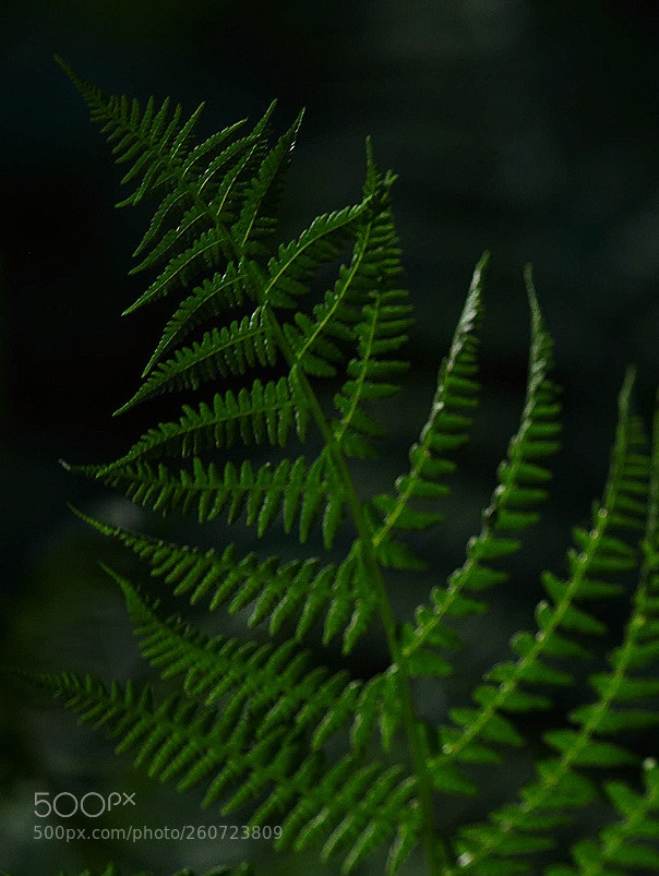 Canon EOS 5D Mark II sample photo. Into the shadow photography
