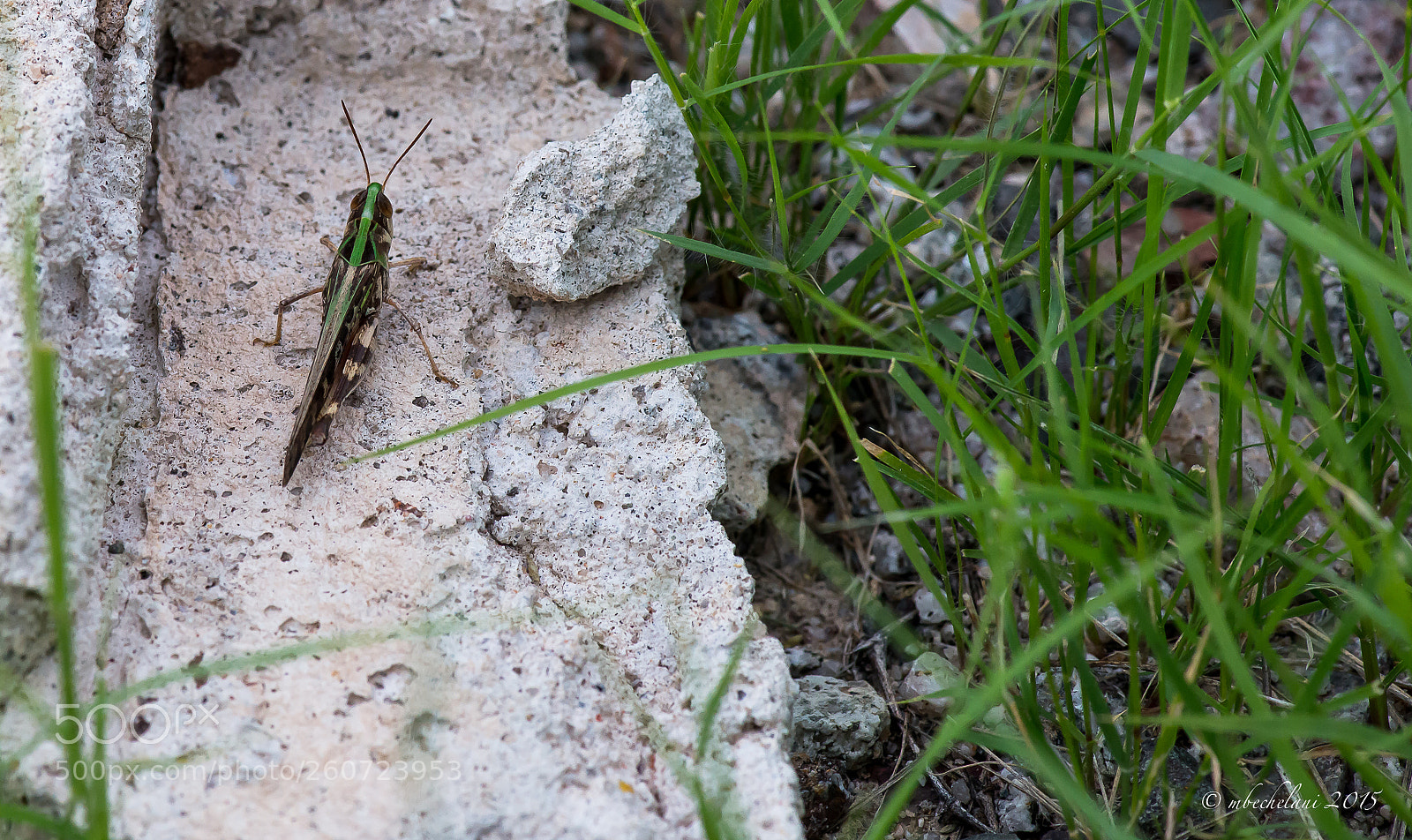 Nikon D800 sample photo. Dfee o photography