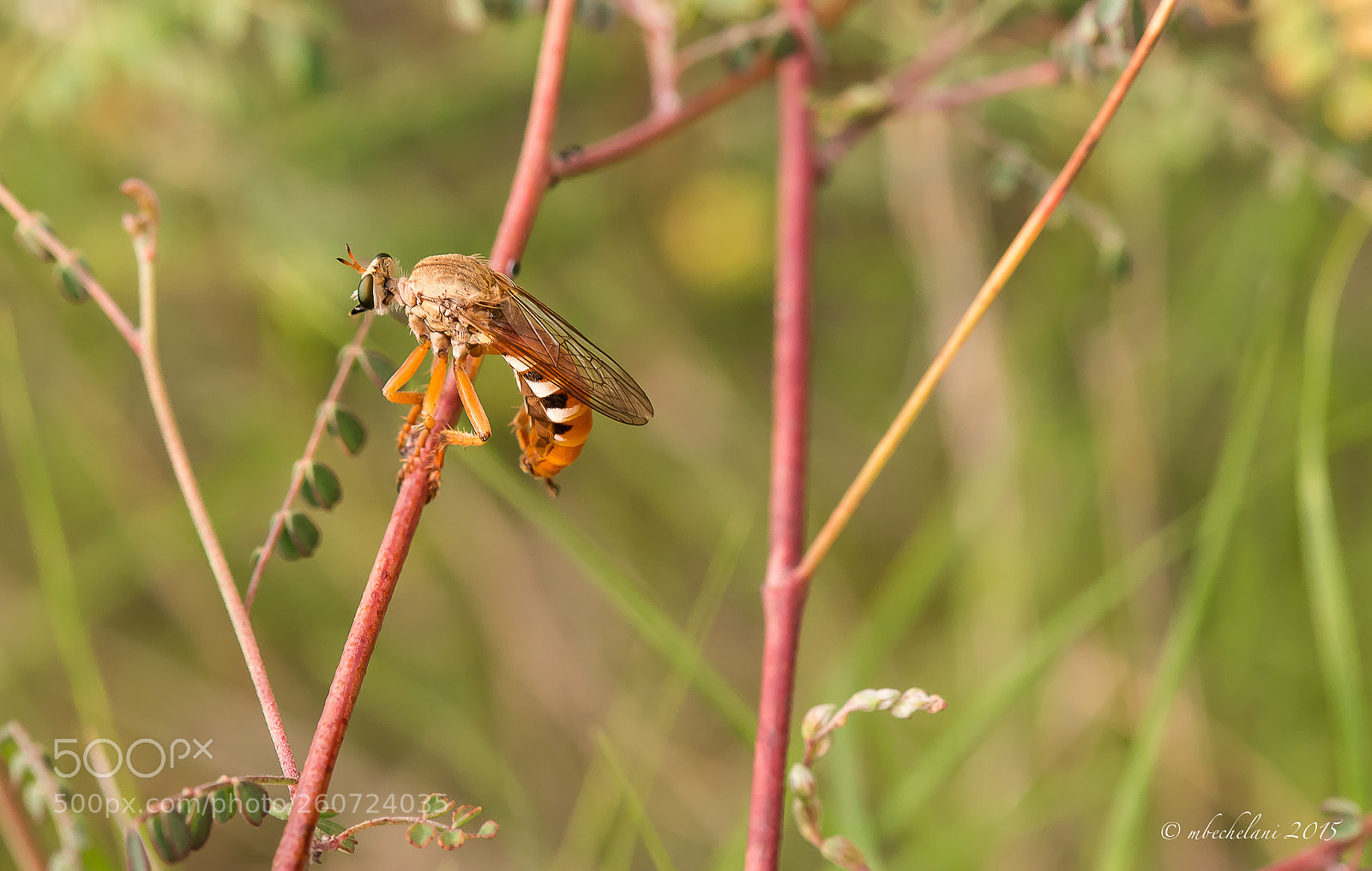Nikon D800 sample photo. Ccffo photography
