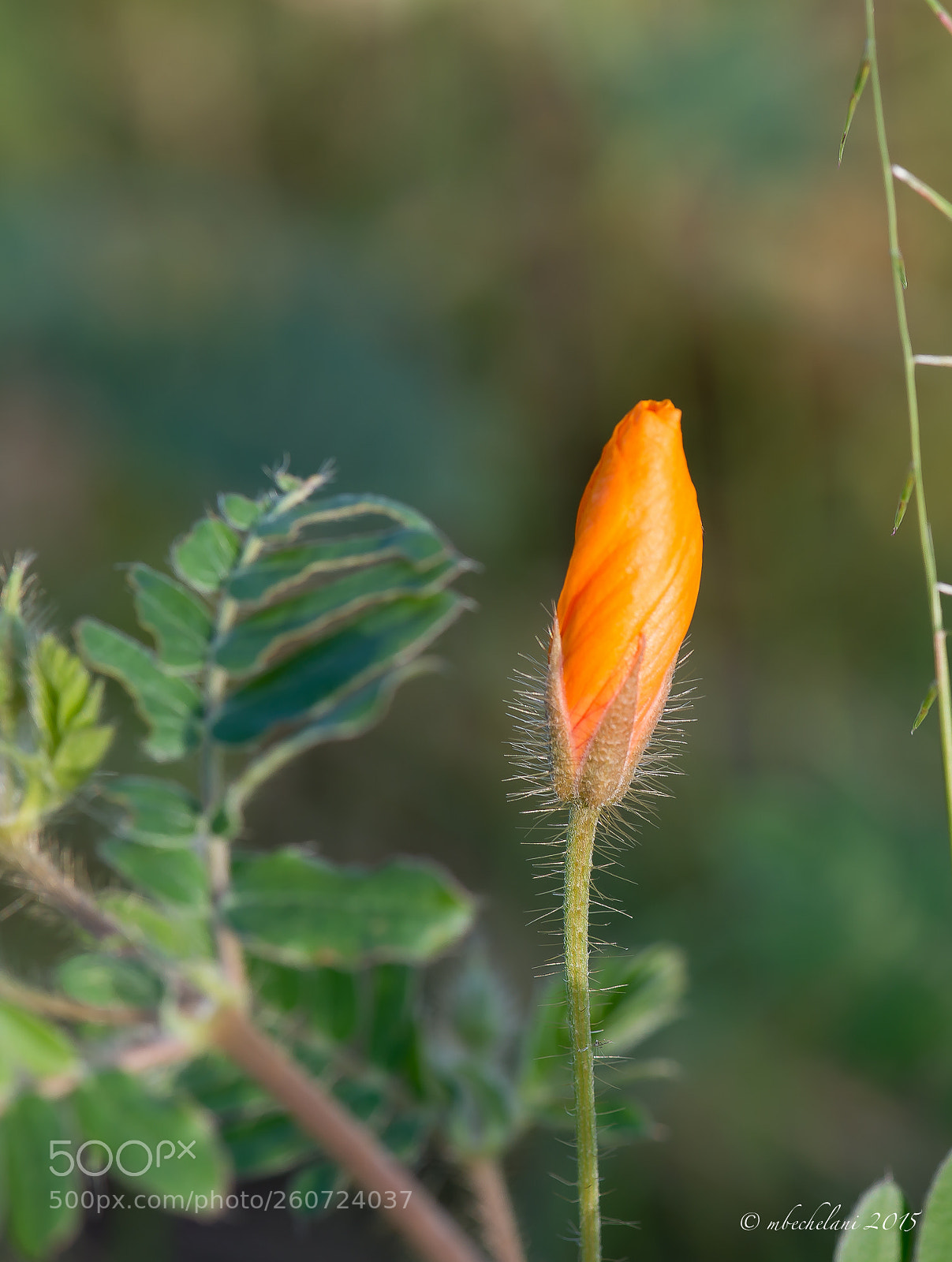 Nikon D800 sample photo. Bbdebo photography