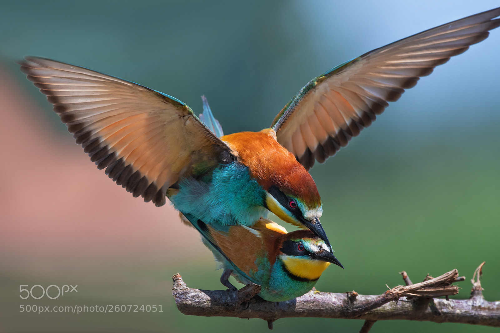Nikon D500 sample photo. Gruccione - (european bee-eater) photography