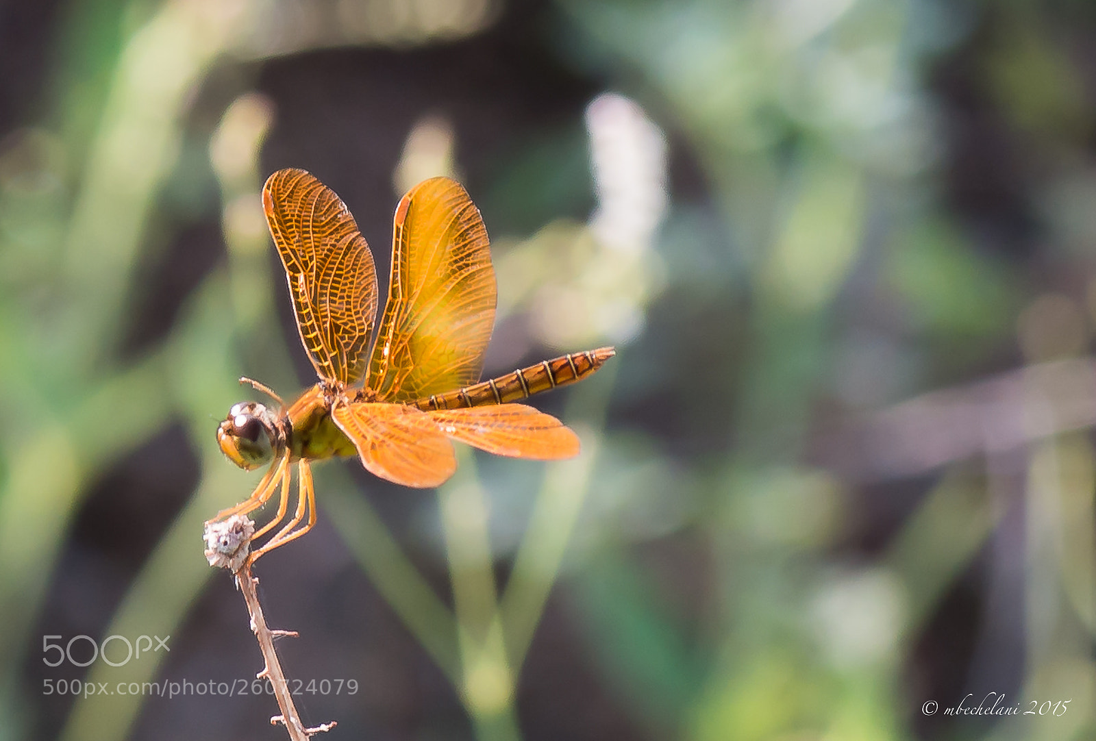 Nikon D800 sample photo. C o photography