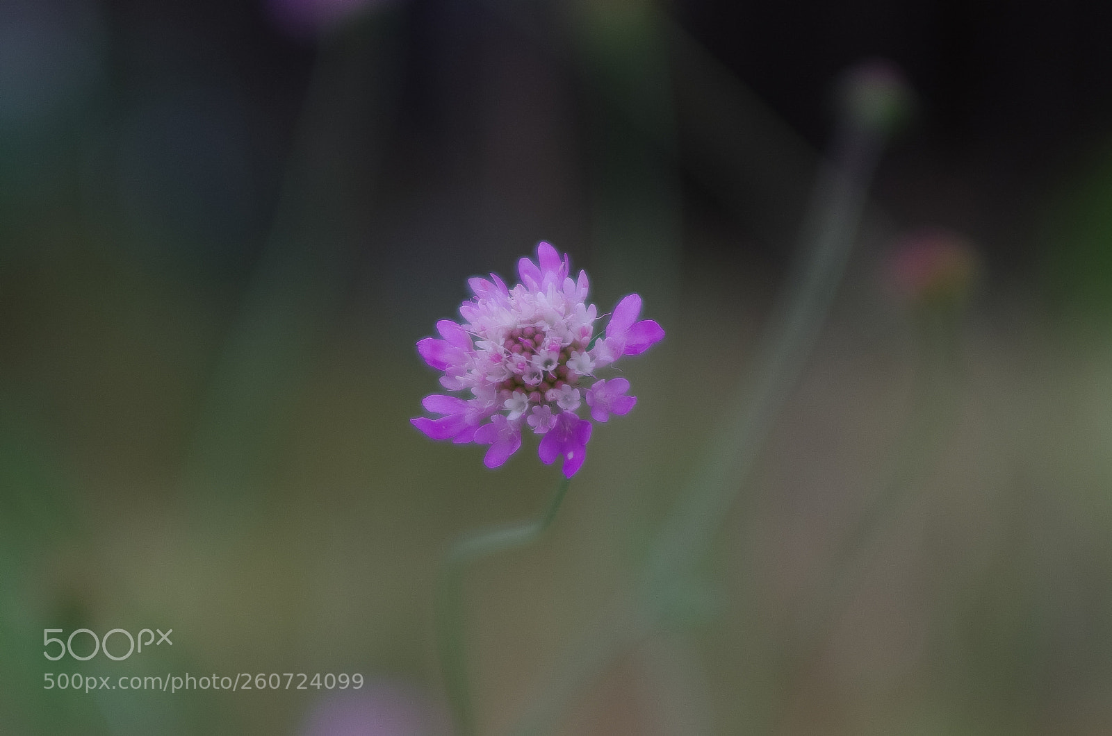 Pentax K-5 IIs sample photo. Onirismo photography