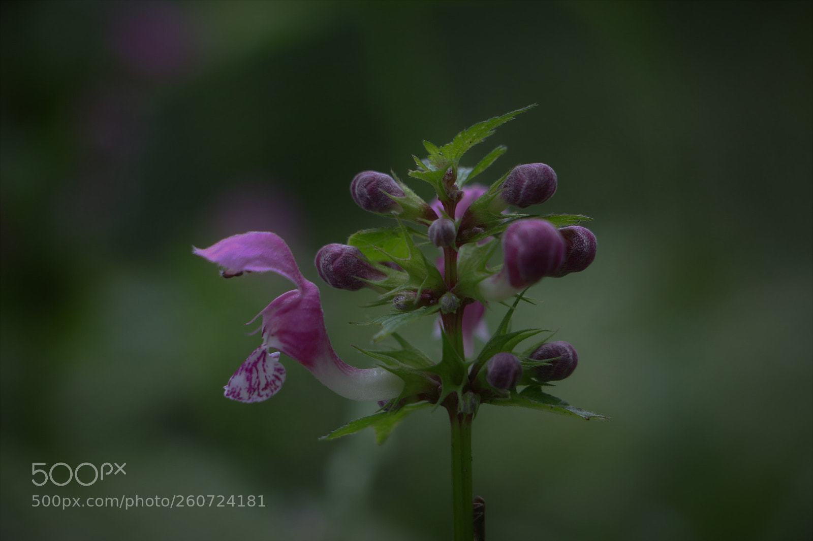 Canon EOS 700D (EOS Rebel T5i / EOS Kiss X7i) sample photo. Img photography