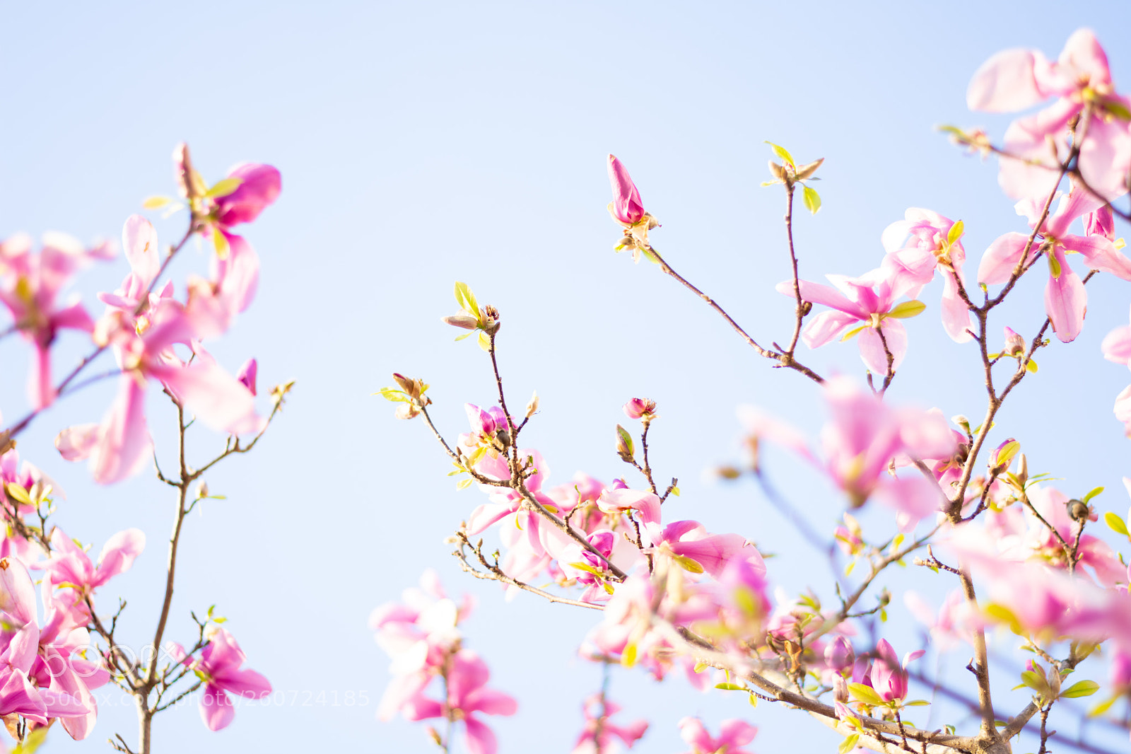 Nikon D7200 sample photo. Cherry blossom photography