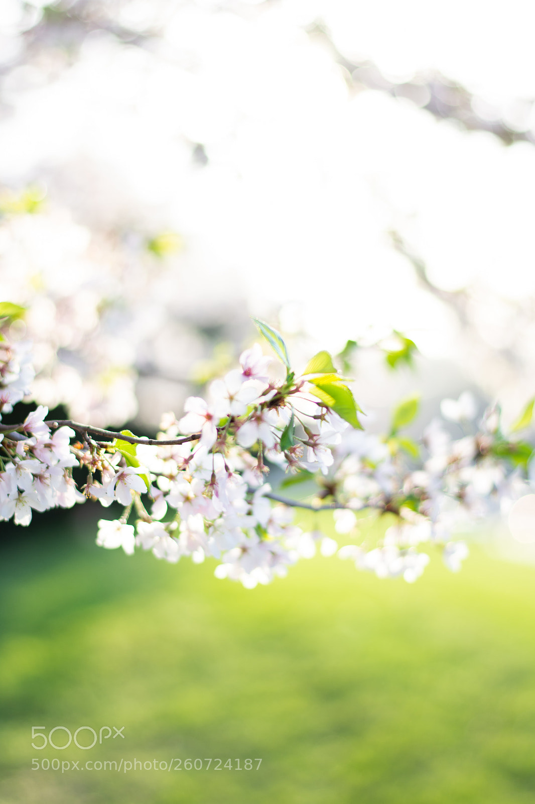 Nikon D7200 sample photo. Cherry blossom photography
