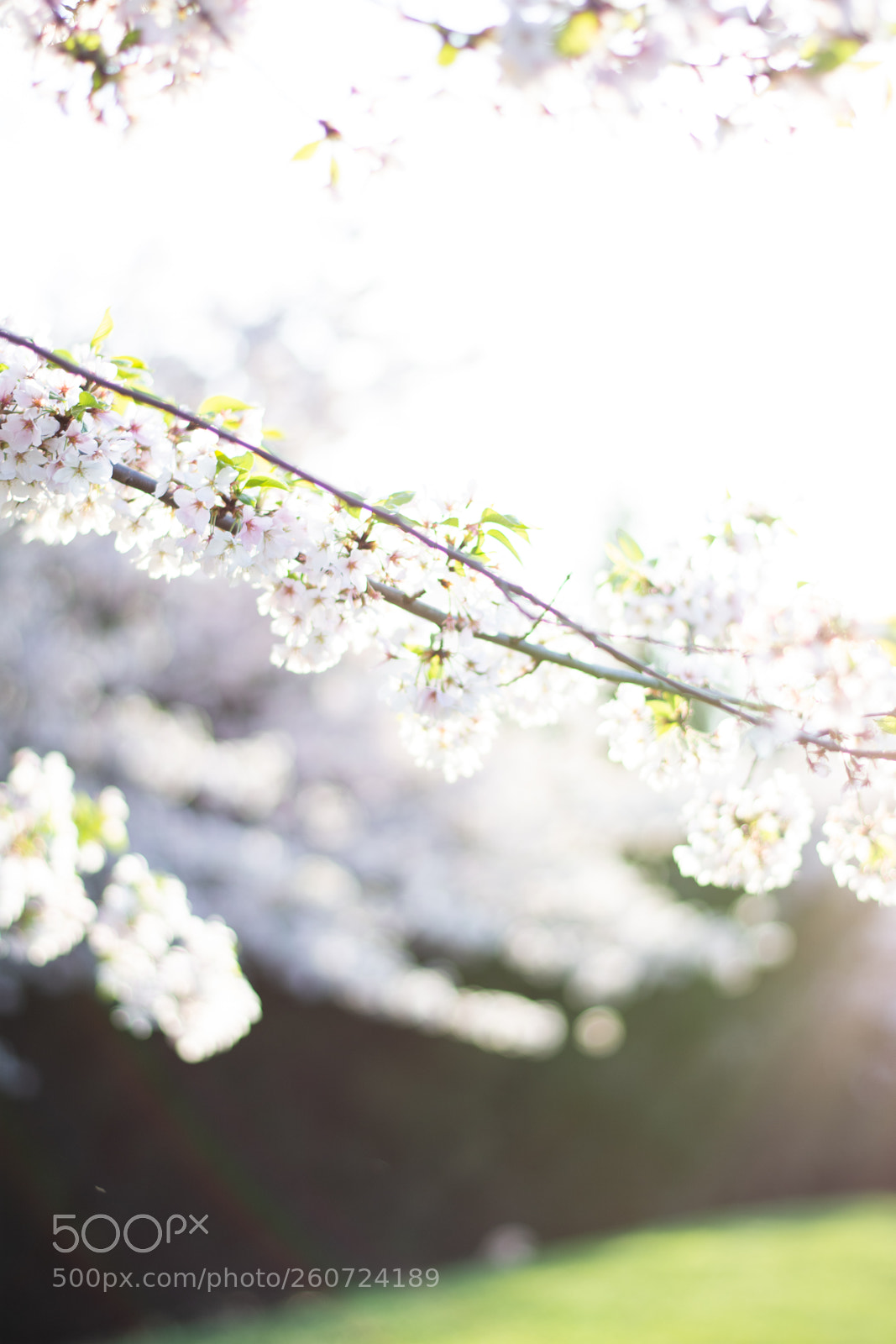 Nikon D7200 sample photo. Cherry blossom photography