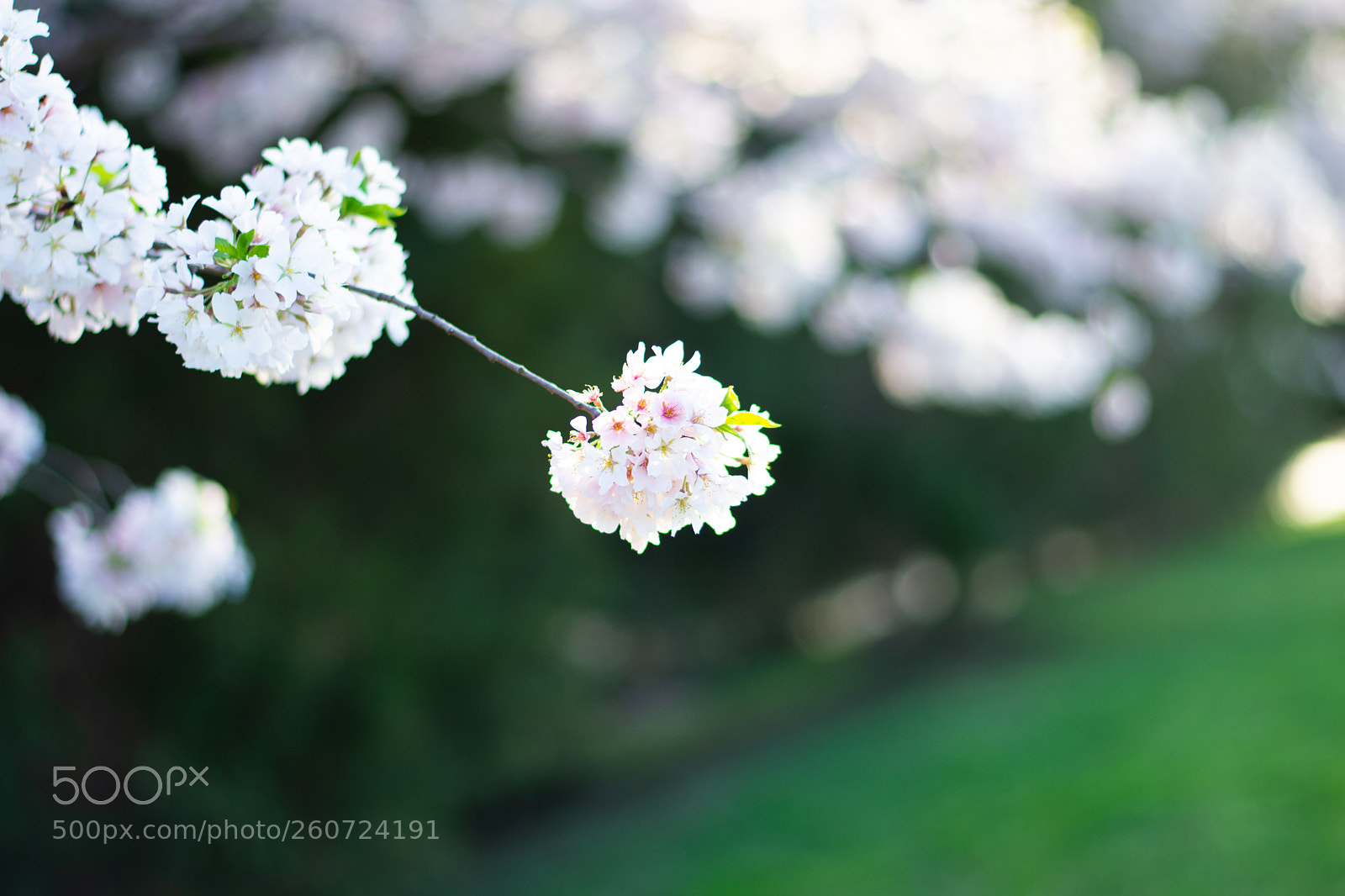 Nikon D7200 sample photo. Cherry blossom photography